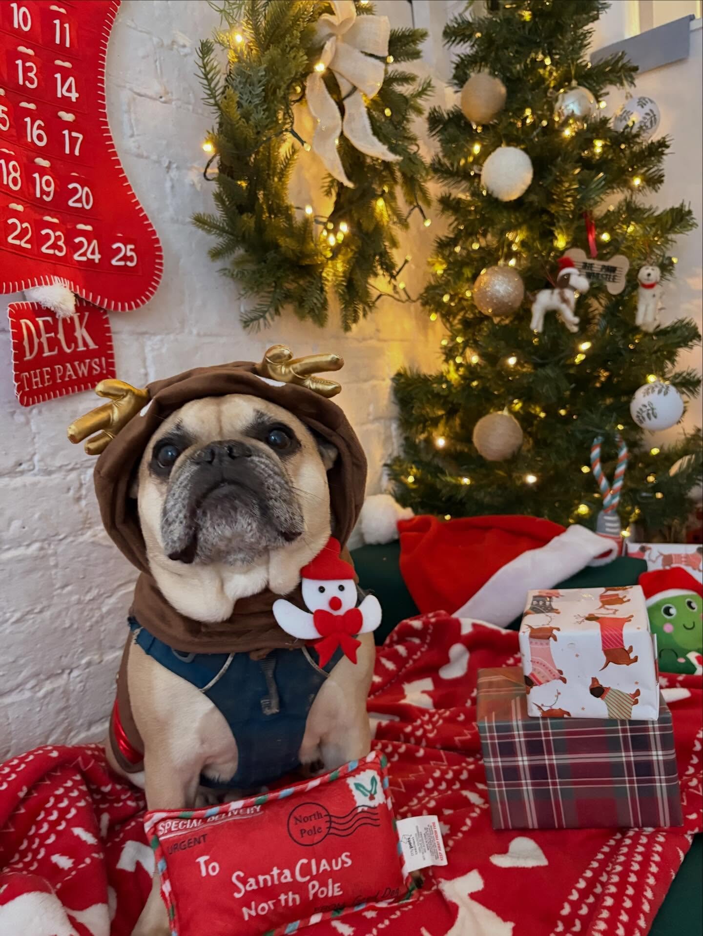 Christmas round up part 2 🥰🎄✨🐾