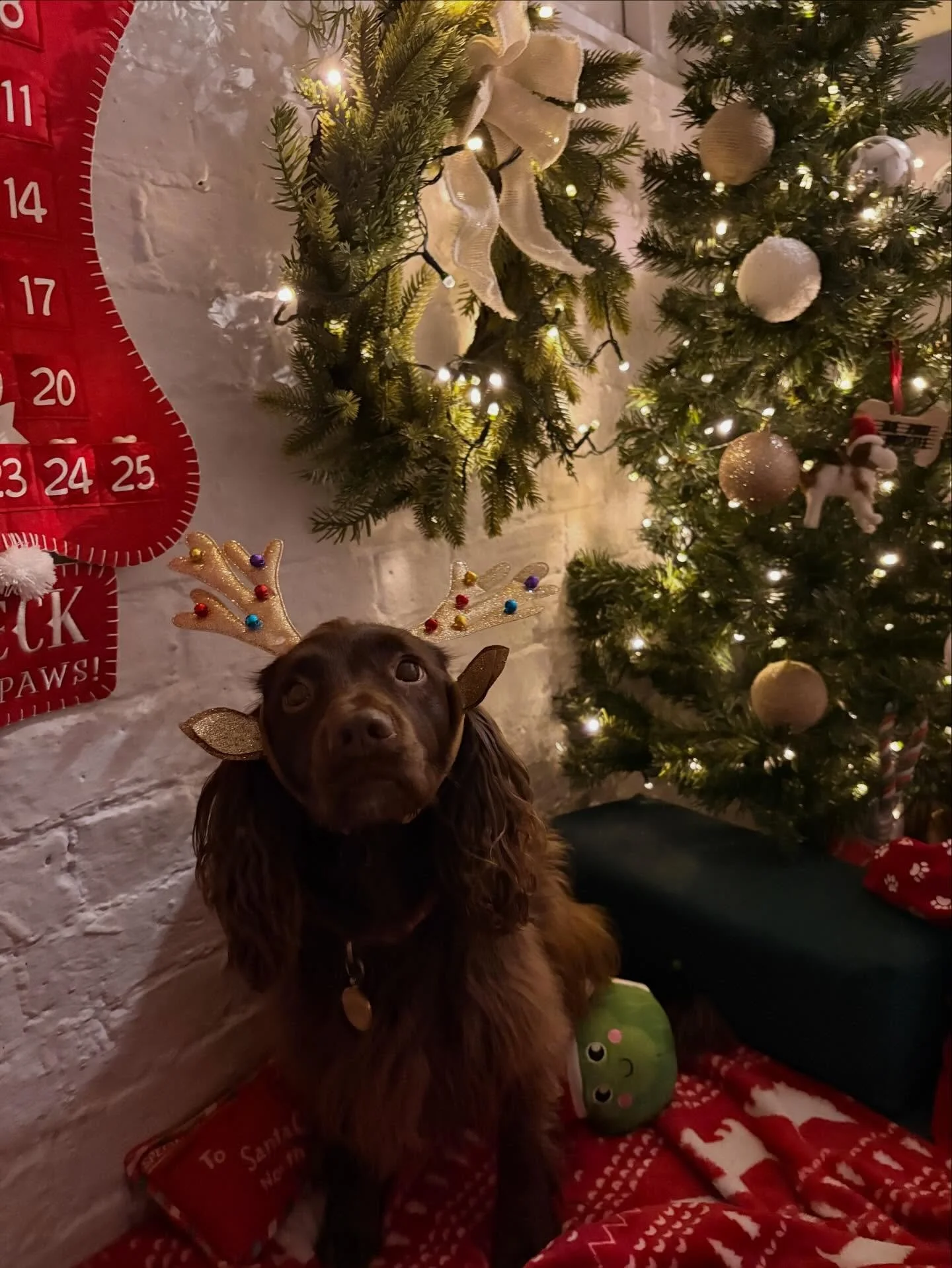 Christmas round up part 1 🥰🎄✨🐾