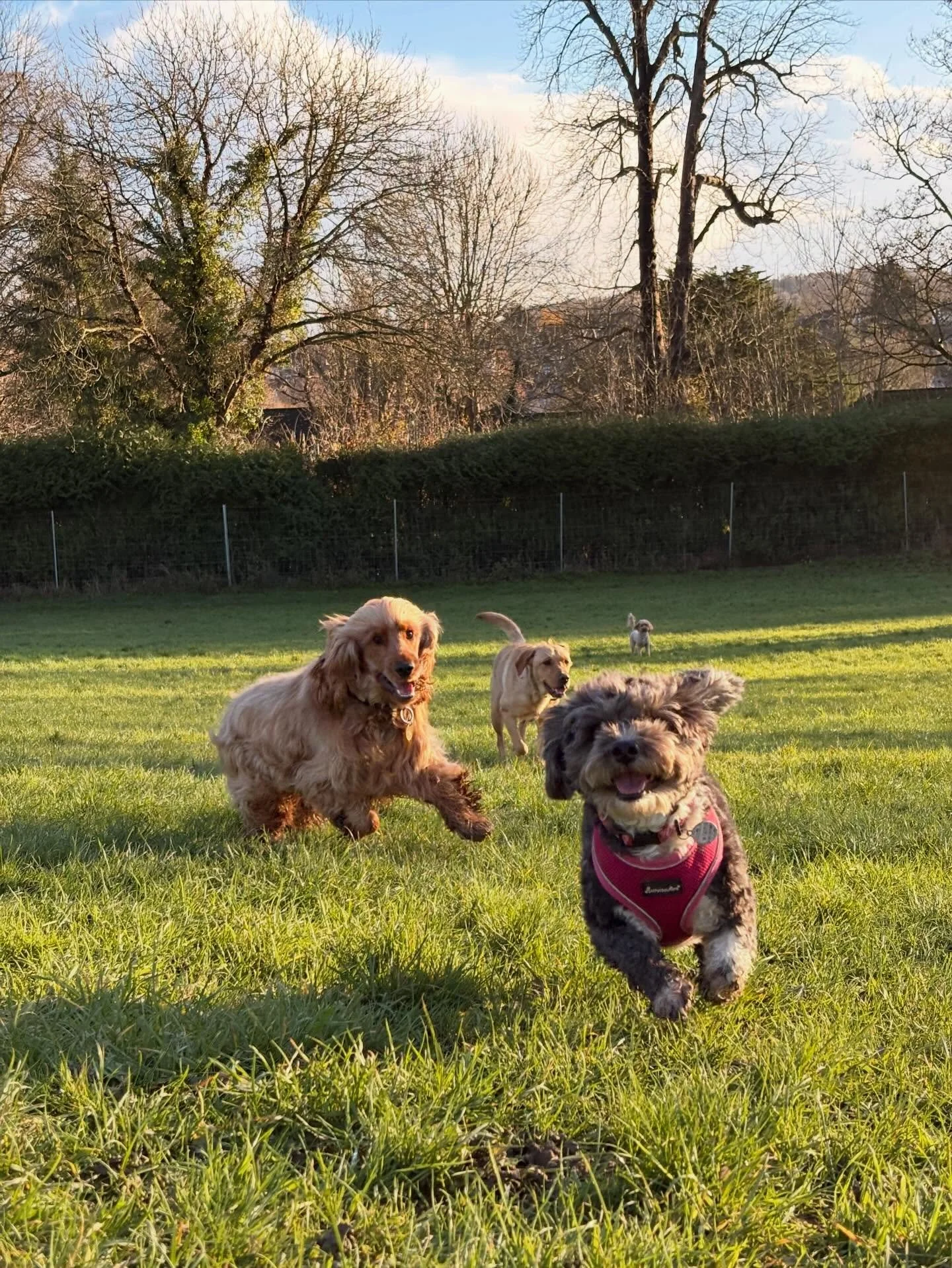 There&rsquo;s nothing we love more than capturing our dogs being their happiest, goofiest selves 💚
These action shots are all play, all personality, all heart 🐾
Swipe to see some serious moves from last week&rsquo;s roundup!