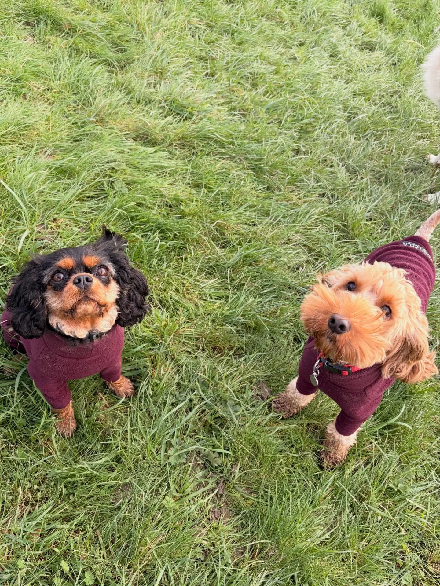 With the temperatures dropping, we&rsquo;ve been loving all the pups showing off their winter outfits! From puffy coats to cosy jumpers, everyone is wrapped up and ready for the chill. We also have our warm, comfy indoor space where the heating is on