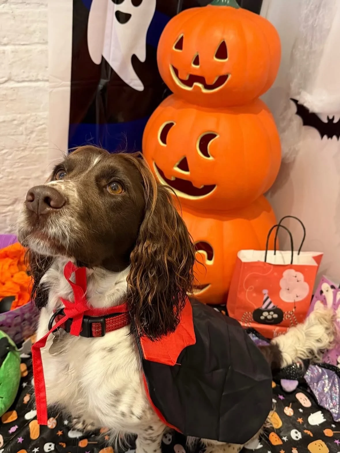 Part 2 of our spooky cuties! 👻🐾
Because one post just wasn&rsquo;t enough for all this Halloween adorableness! 🎃🦴
Thank you to everyone for your amazing efforts &mdash; our pups looked incredible! 🧡