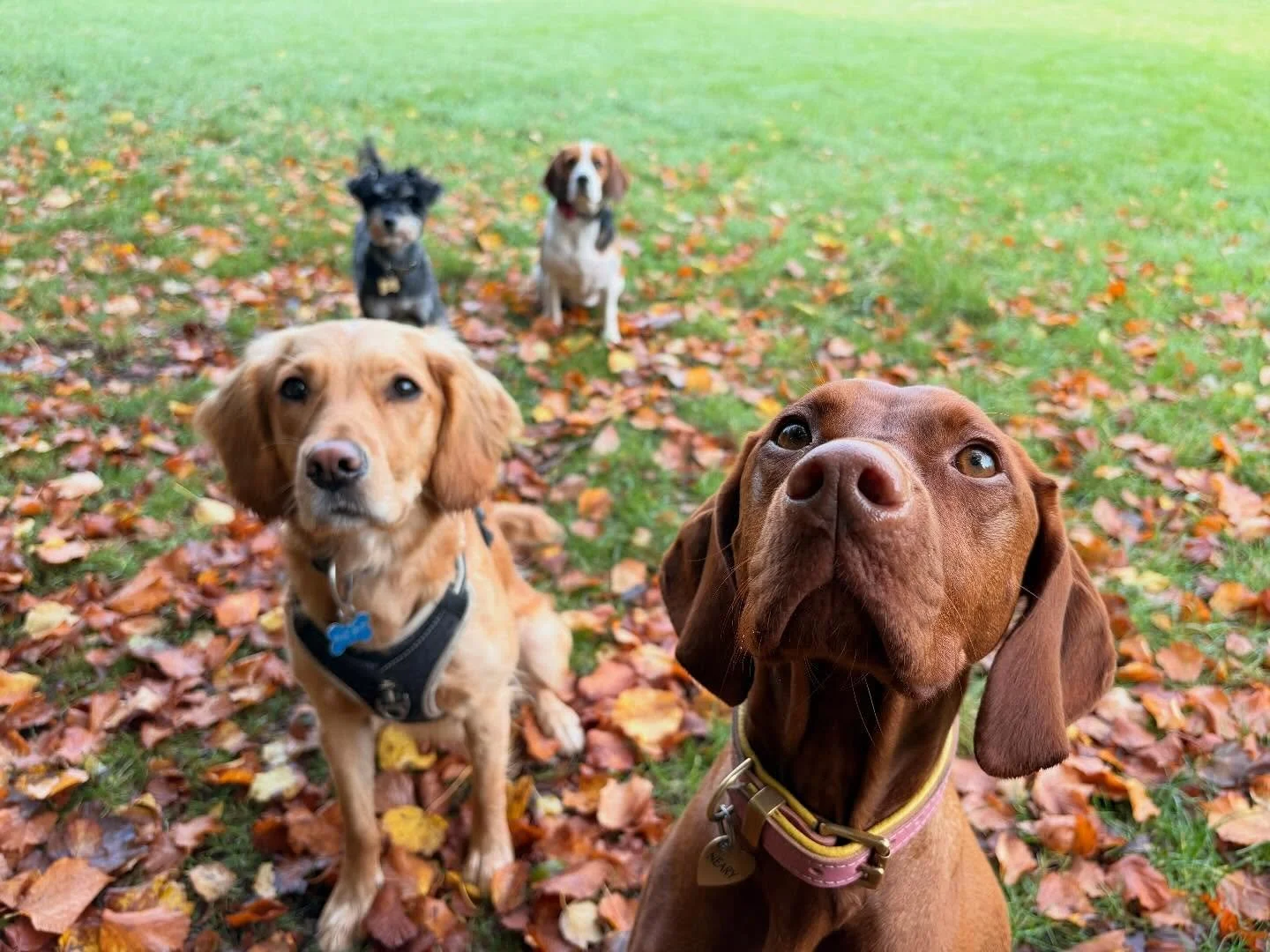 Last week brought us all the autumn feels 🍁🐾 The pups (and humans!) have been wrapping up in coats and jumpers to stay cosy, warm, and dry! 🧥✨

With Halloween just around the corner, keep your eyes peeled for some spook-tacularly cute costumes com