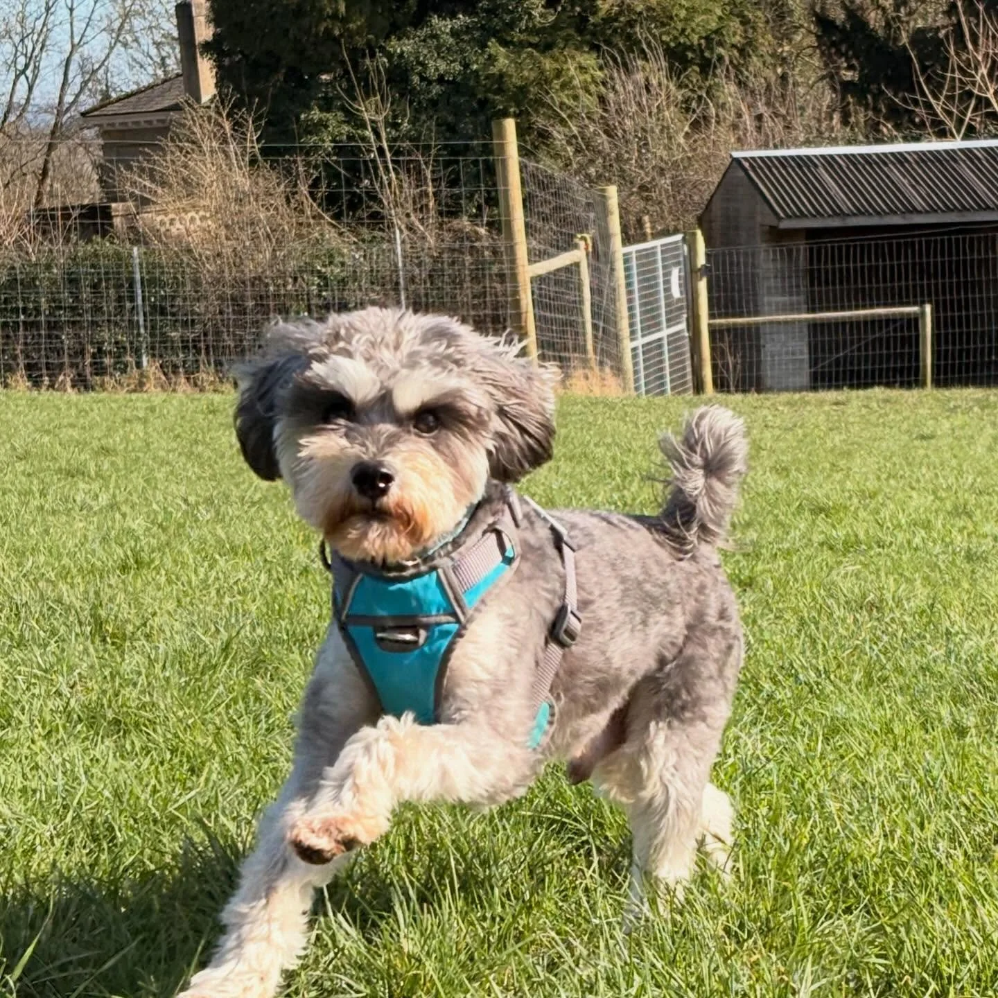 We&rsquo;ve been so lucky the last couple of weeks to have some sunshine! ☀️🐾

Our pups have been making the most of it &mdash; enjoying a little sunbathing, lots of bouncing around, and plenty of playtime in the warm weather. There&rsquo;s nothing 