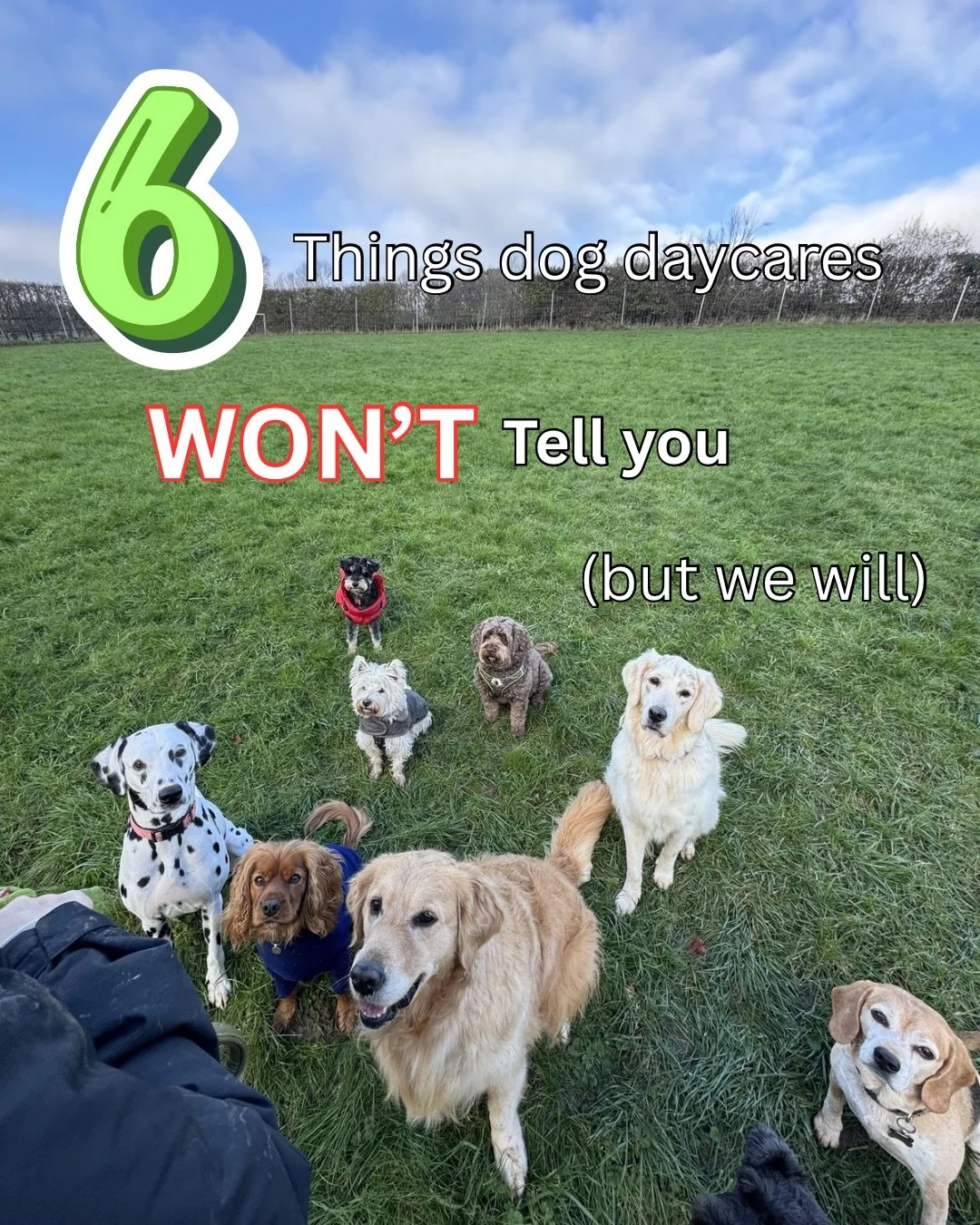 Things other dog daycares won&rsquo;t tell you&hellip; but we will 🐾

We believe in transparency, honesty, and doing what&rsquo;s best for every dog in our care. Swipe/read to see the things we think every dog owner deserves to know.🐶💚

#dogdaycar