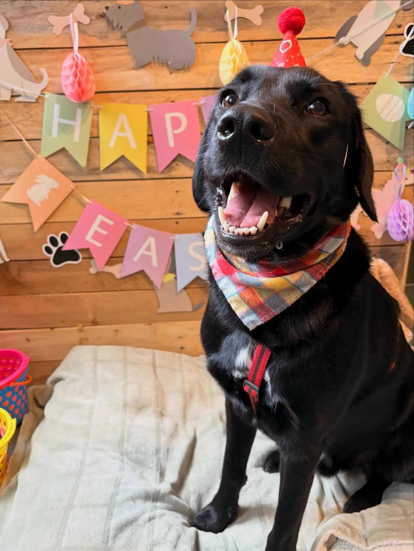 🐣🌸 Easter fun at daycare this week! 🌸🐣

We&rsquo;ve had the BEST time celebrating with all our furry friends 🐶💛 From adorable Easter photo shoots (seriously&hellip; the cuteness overload is real 😍📸) to sniff-tastic Easter-themed enrichment ac