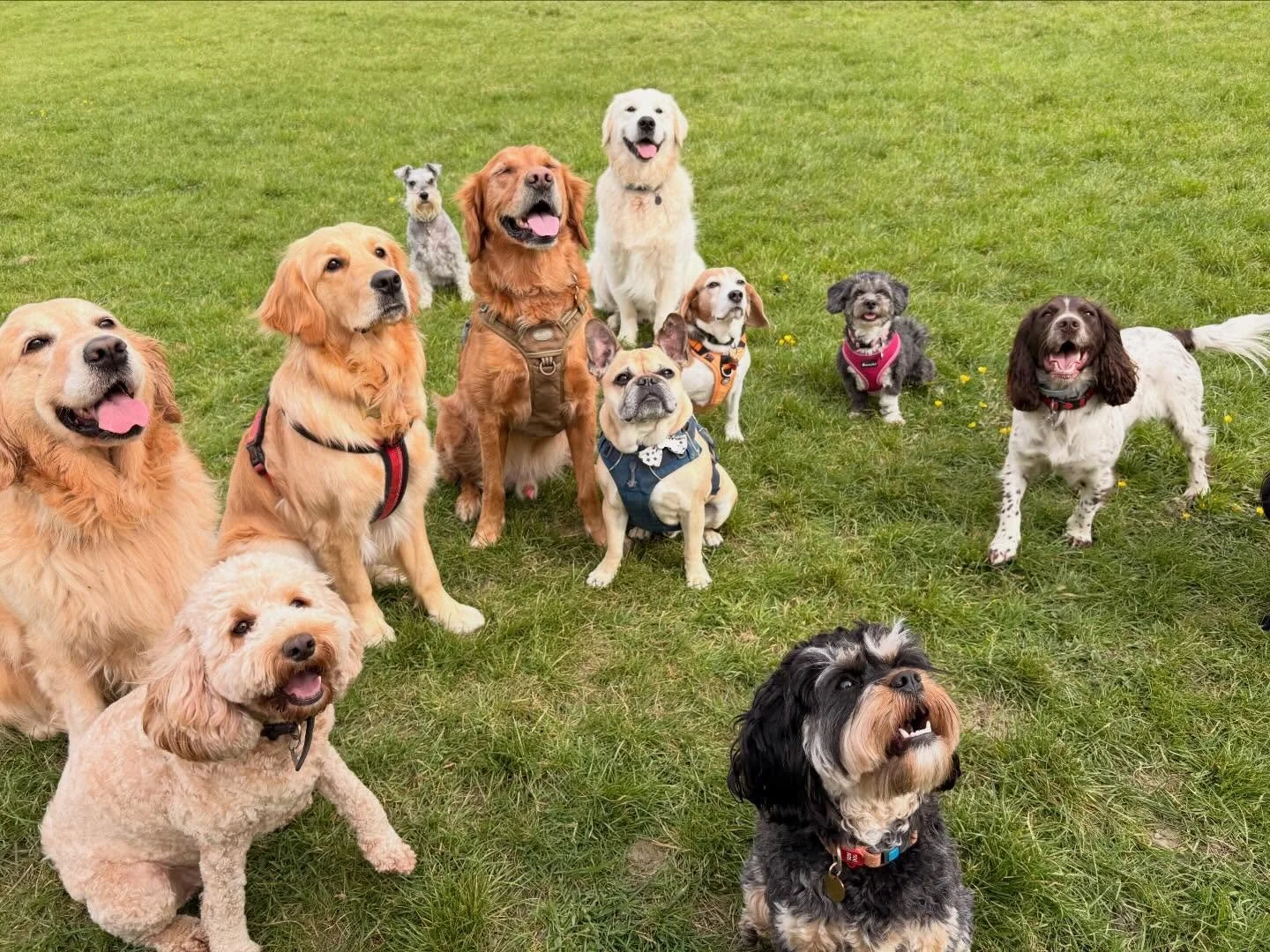 🐾 Pack life = happy life 🐾

Dogs thrive when they&rsquo;re together &mdash; playing, learning, and building real friendships. From zoomies to snuggles, every moment helps them feel confident, connected, and loved.

Because a happy dog isn&rsquo;t j