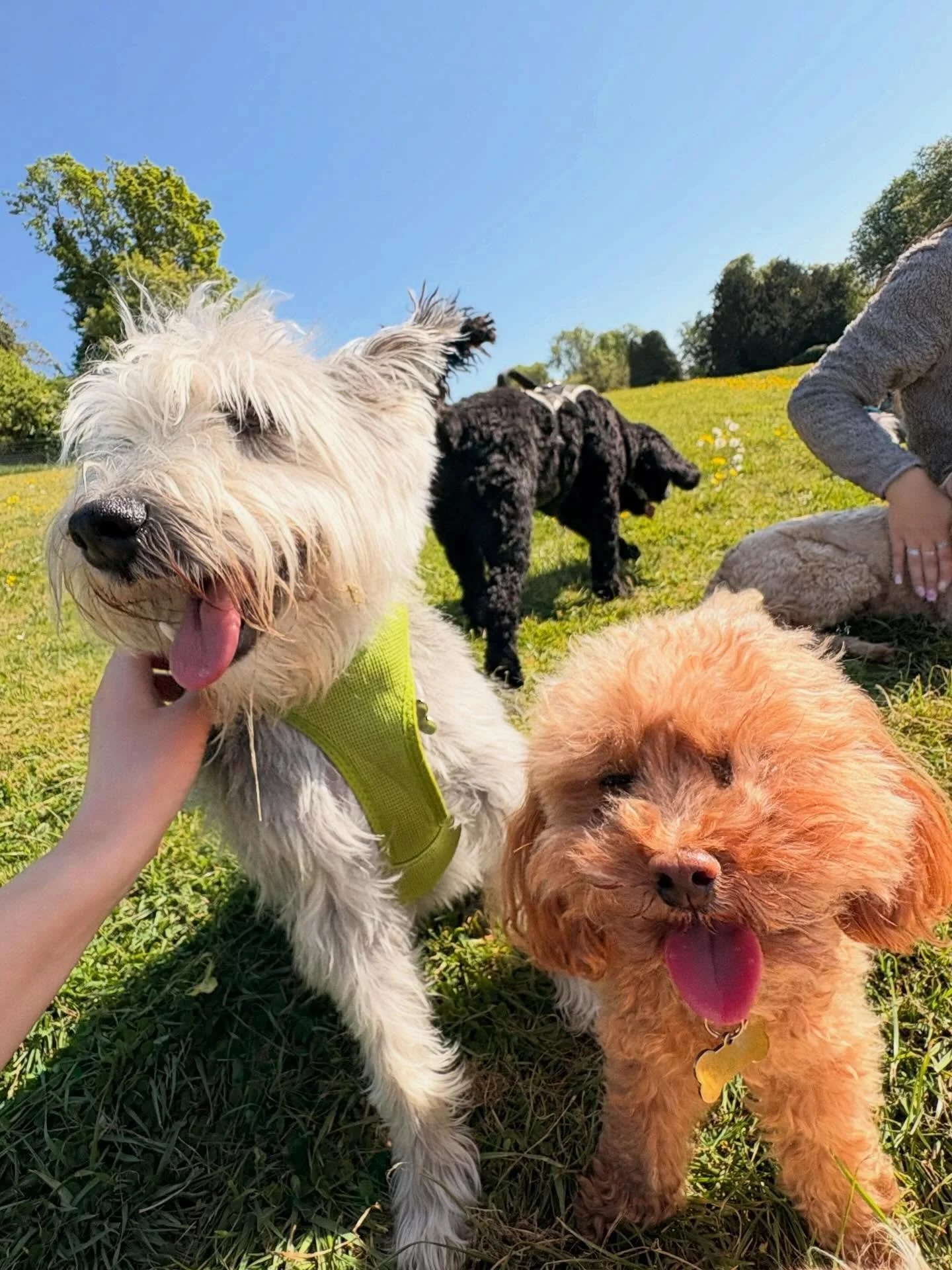 Sunshine, wagging tails, and lots of happy smiles ☀️🐶💛

The warmer weather has brought out the biggest grins in all our daycare pups lately &mdash; soaking up the sun, playing with friends, and enjoying every second of these beautiful days 🐾

Noth