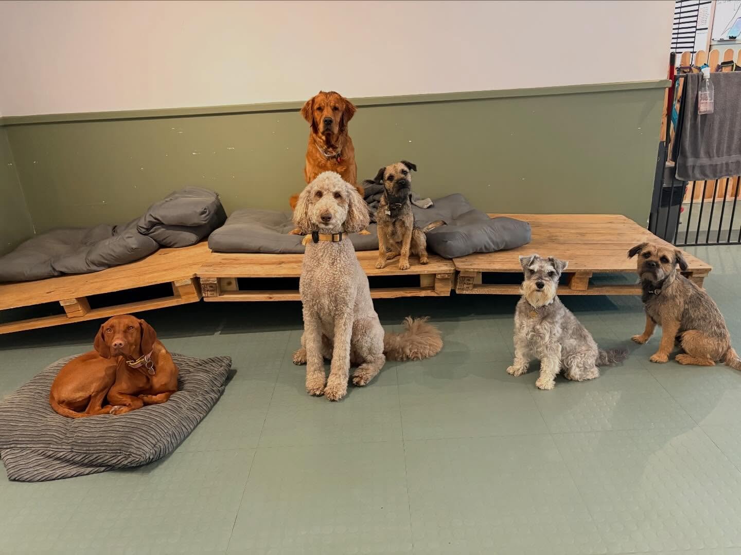 🐾☀️ With temperatures soaring last week, we&rsquo;re feeling especially grateful for our fantastic indoor daycare facility!

While it&rsquo;s been too hot for our pups to safely enjoy extended outdoor play, our fully air-conditioned space has kept e