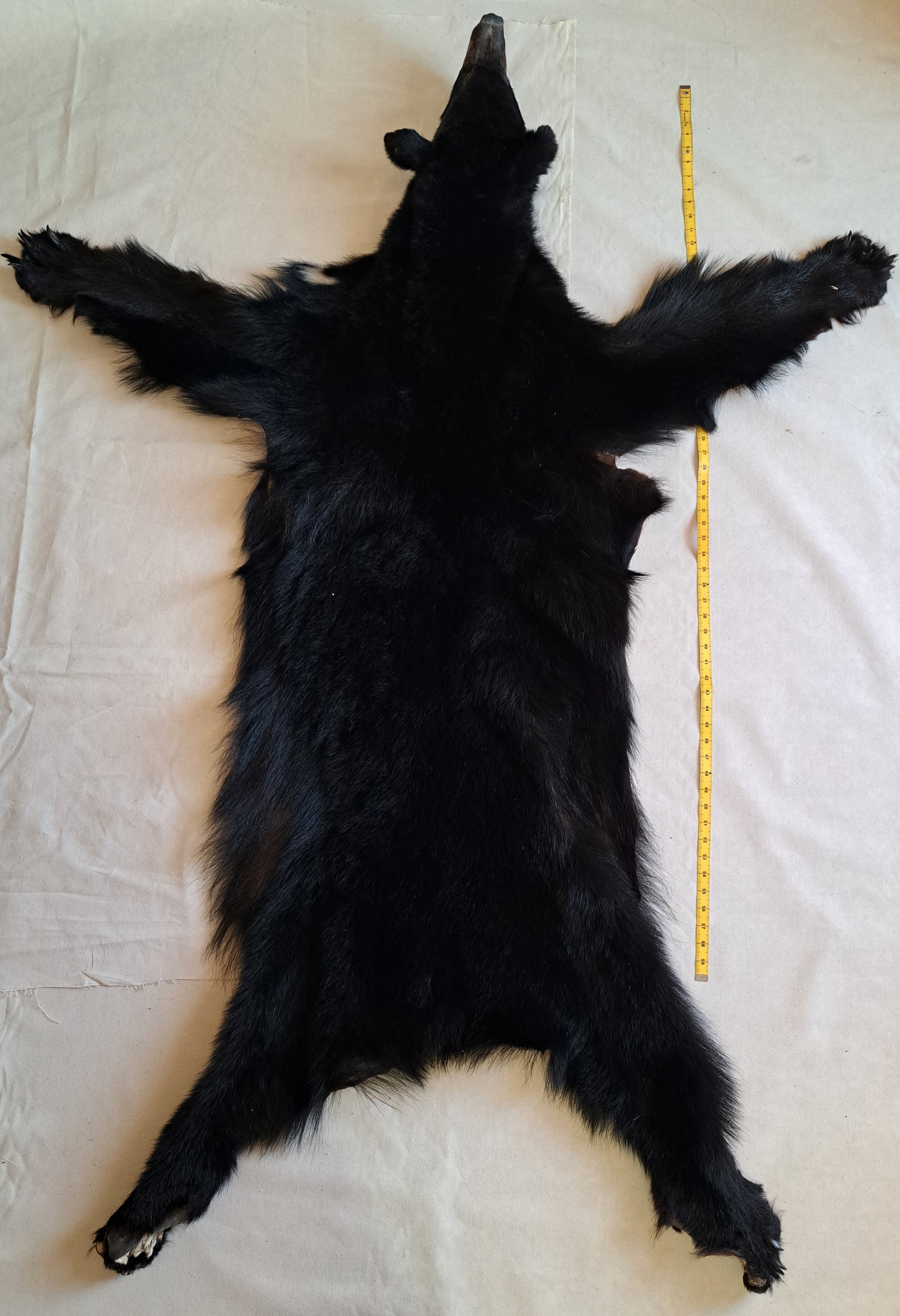 Ours 150lb 260$.jpg