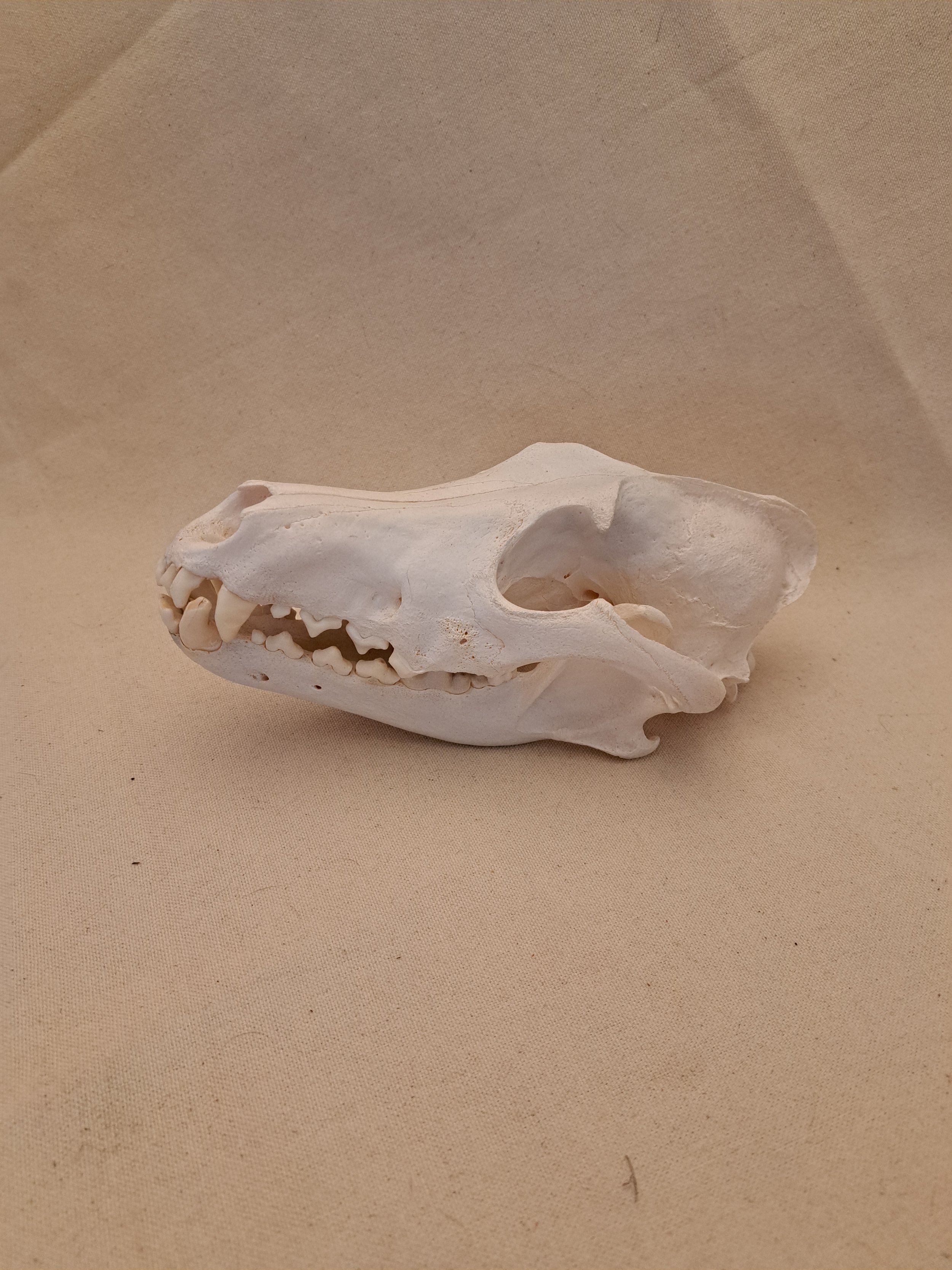 Loup 120$.jpg