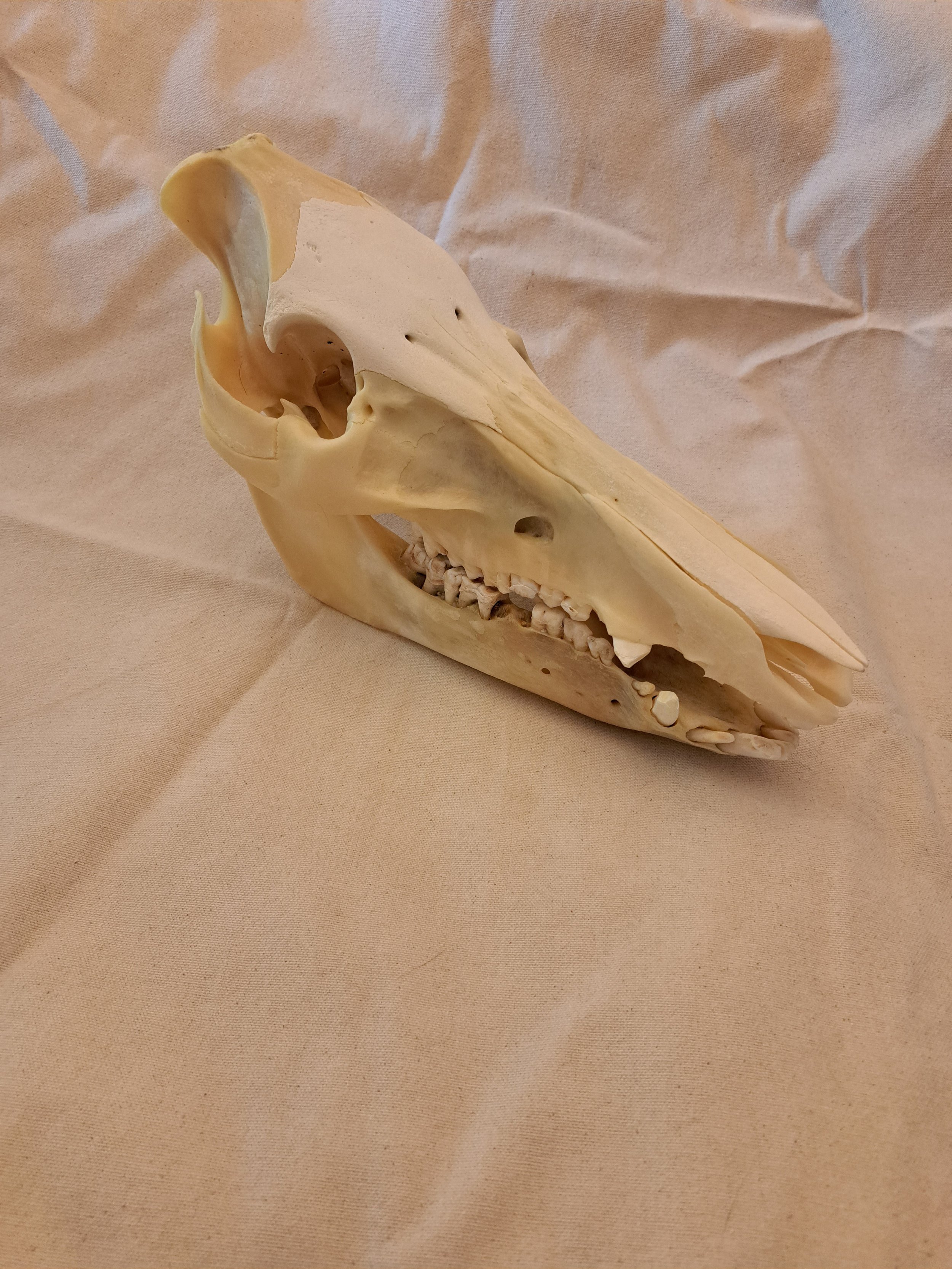 Sanglier 140$.jpg
