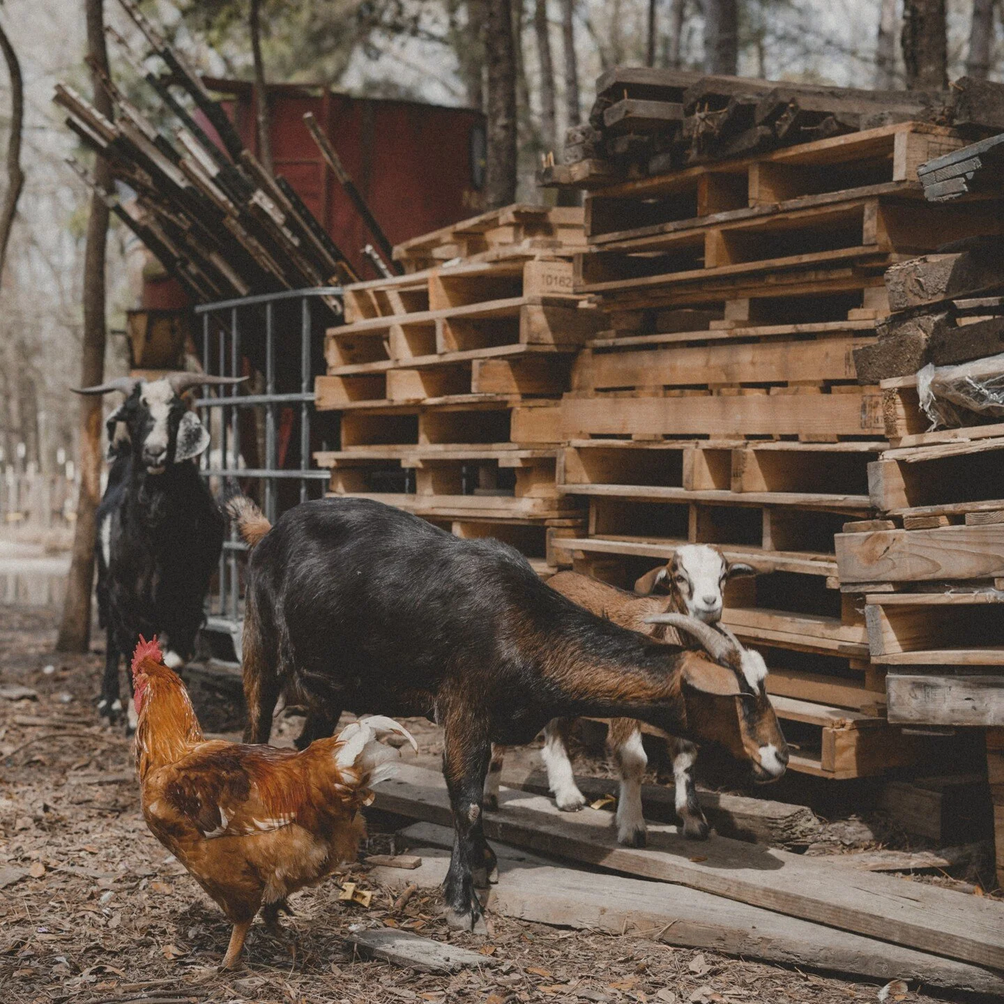 Peculiar Pig Farm Heritage Pork Catering Services Walterboro, SC