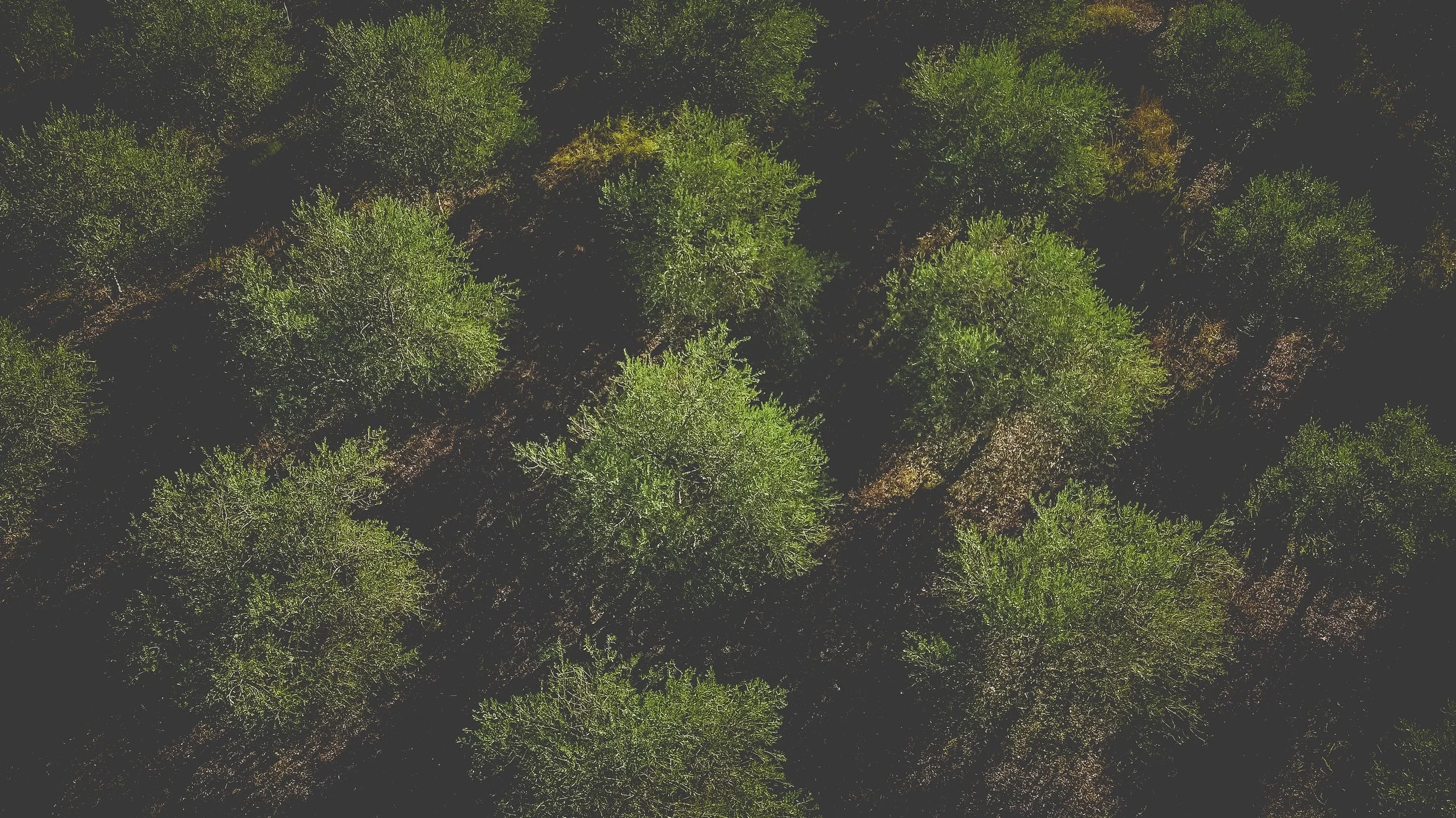 Aerial view of a dense forest with green trees and some shadows cast on the ground.