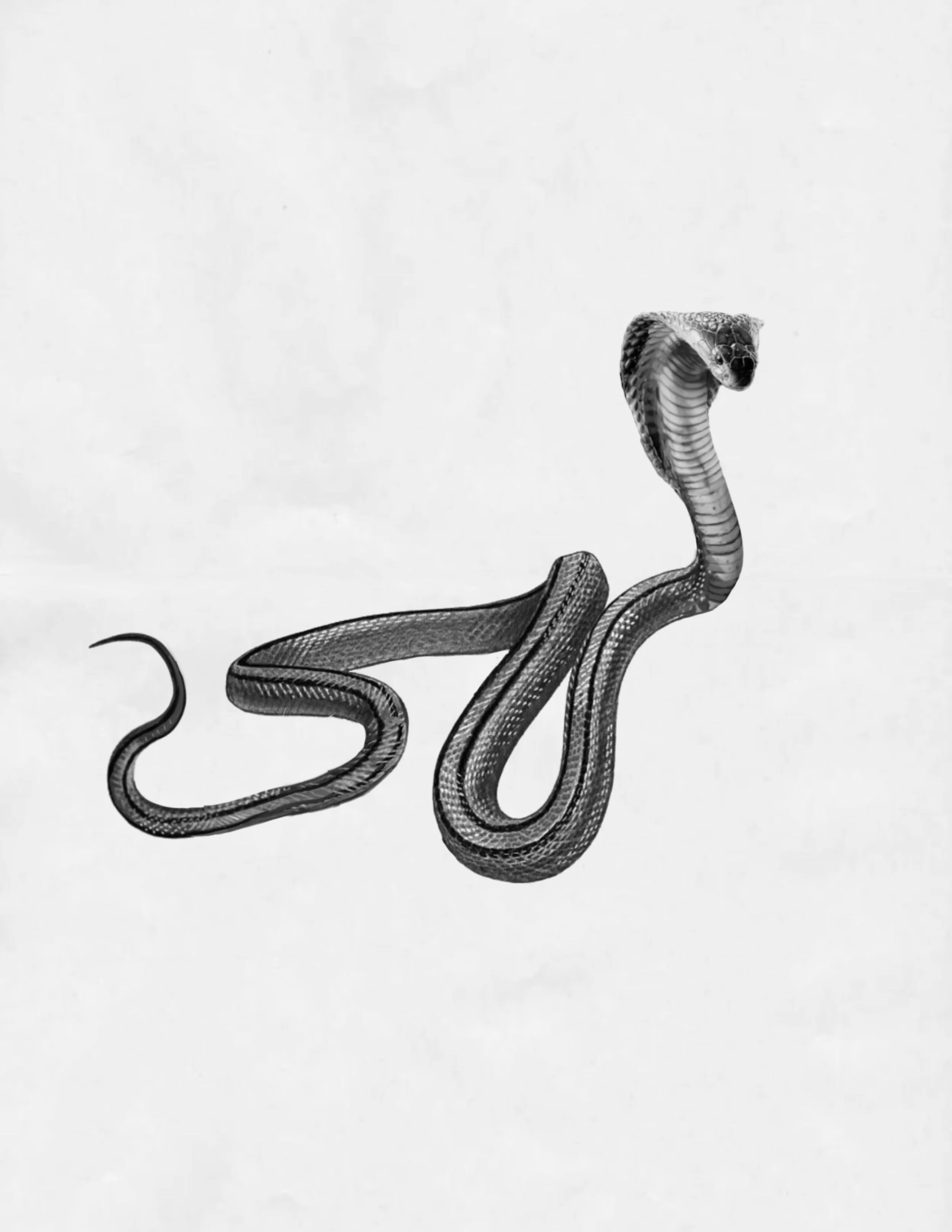 Untitled_Artwork 797.jpg