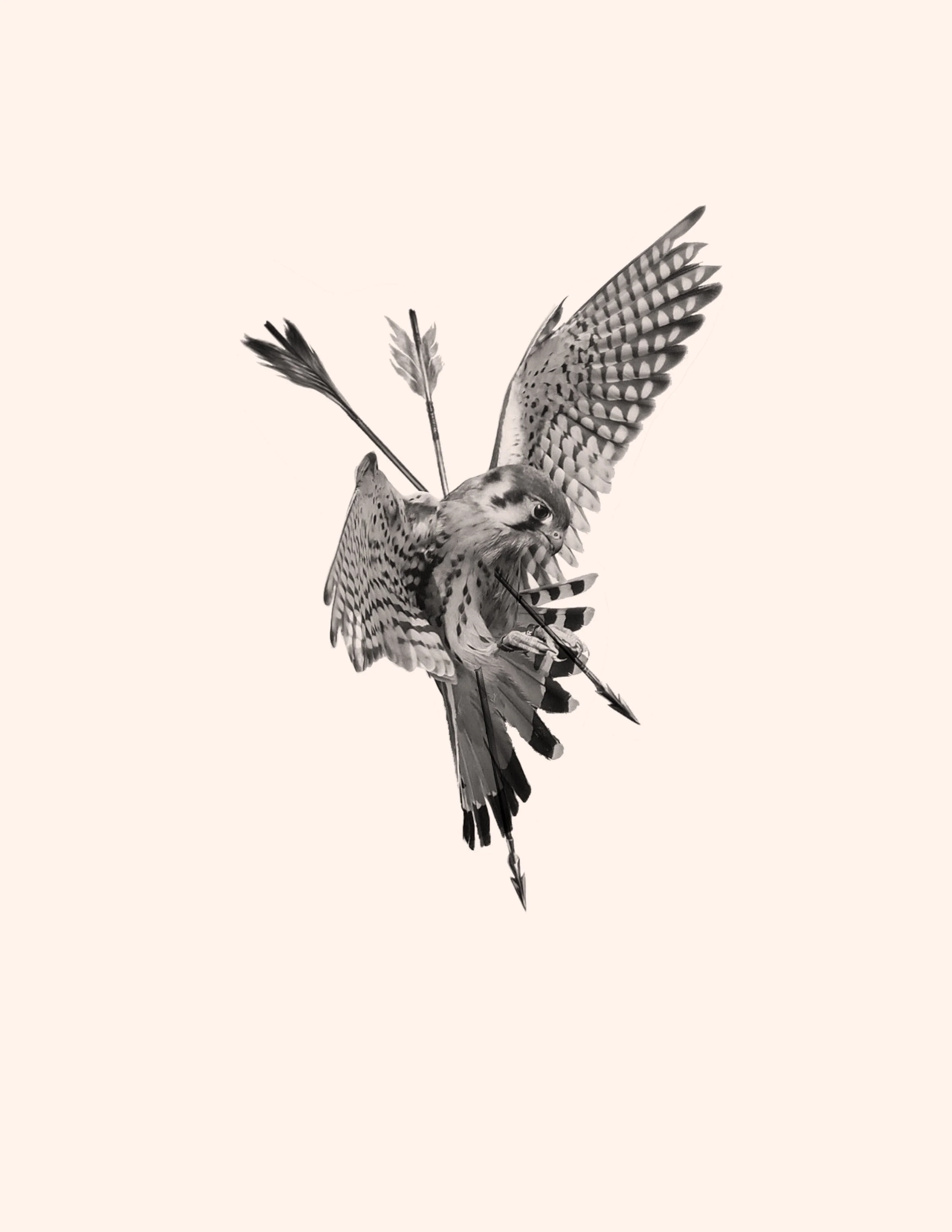Untitled_Artwork 266.jpg