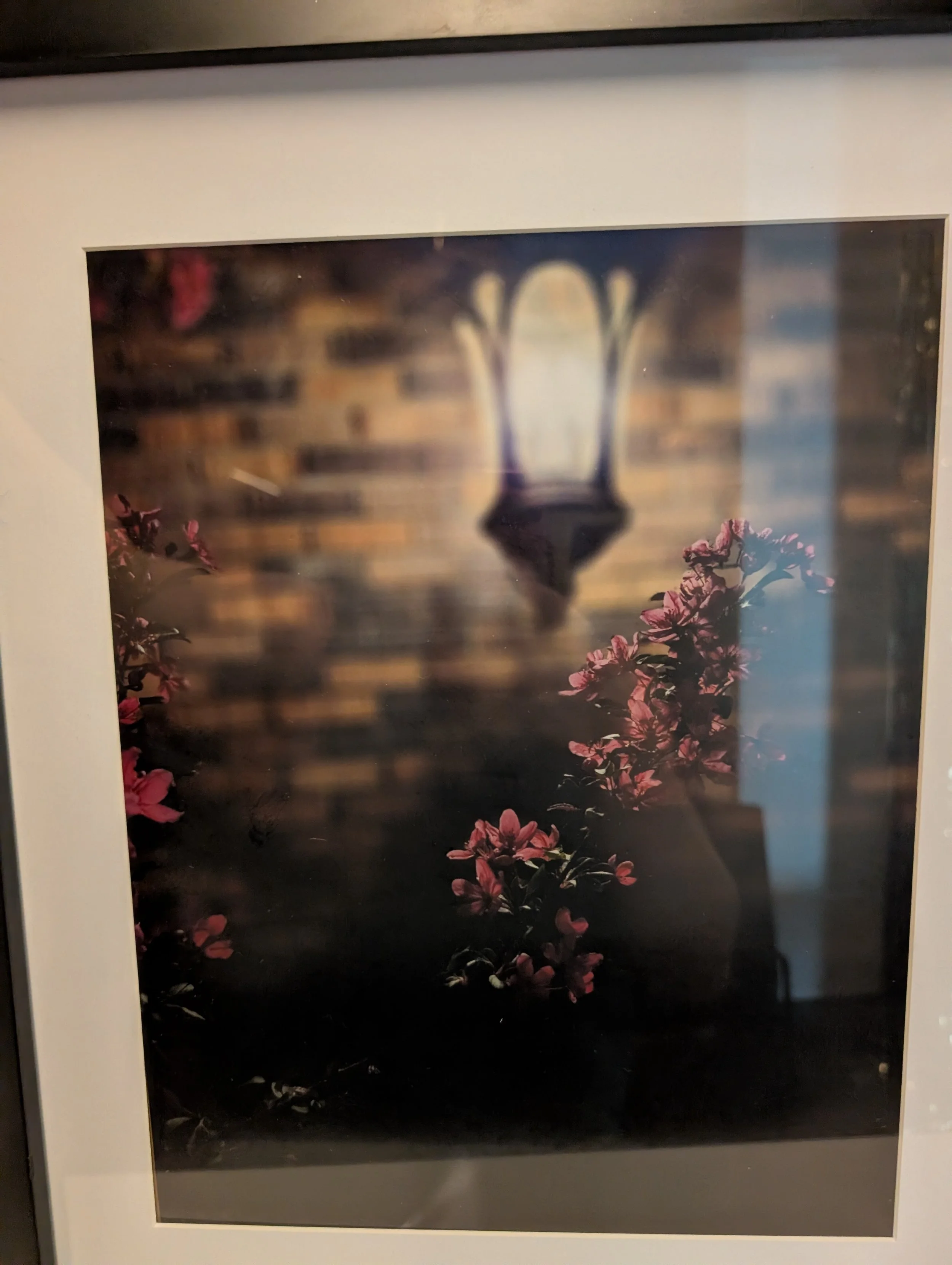 Midnight Blooms