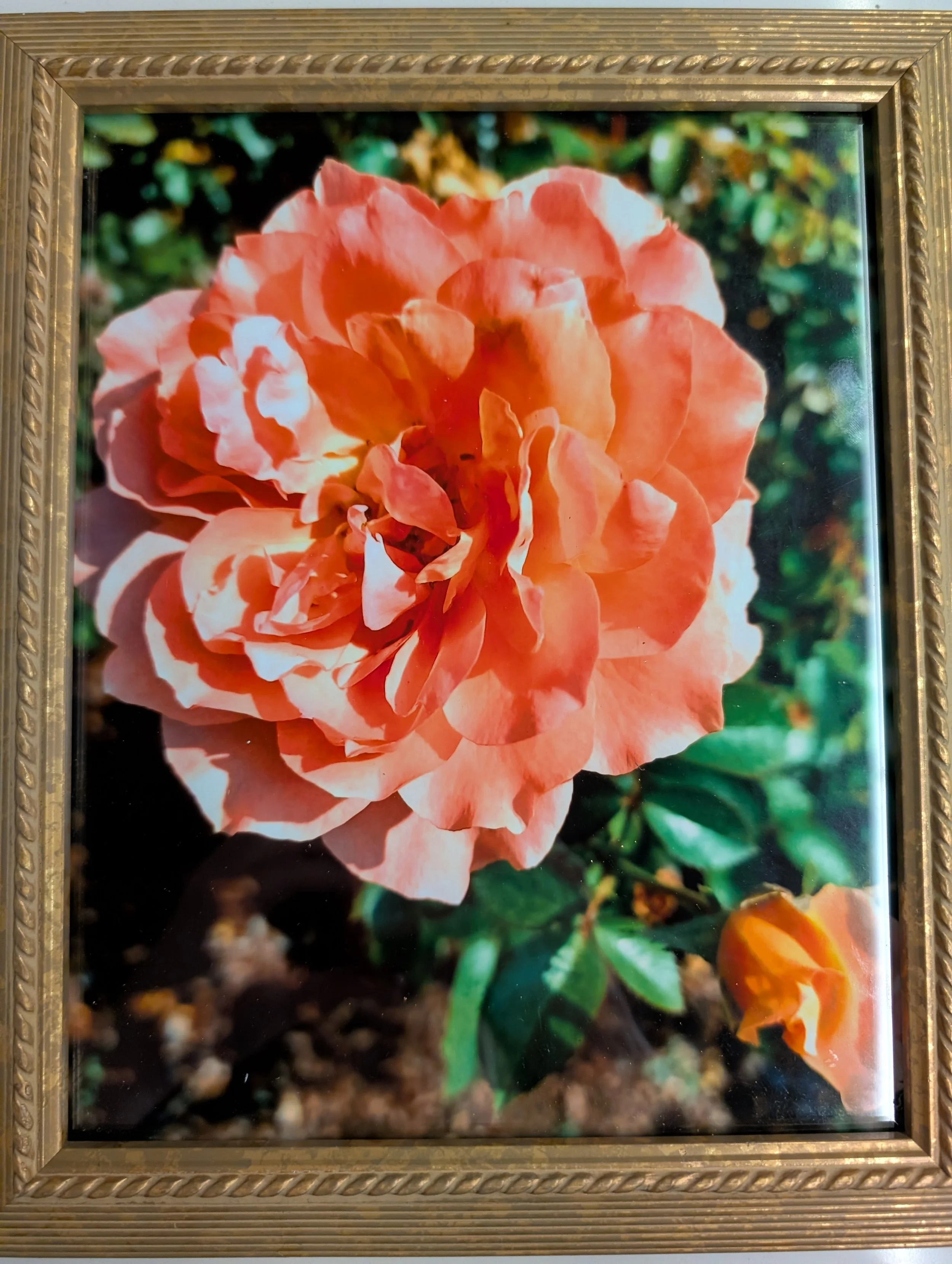 Sunset on a Rose
