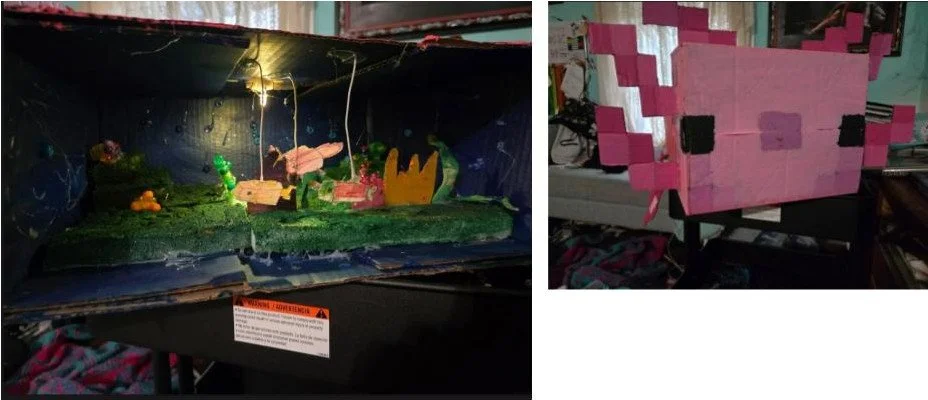 Axolotl with Habitat Inside (Jr Master Medium Magic)