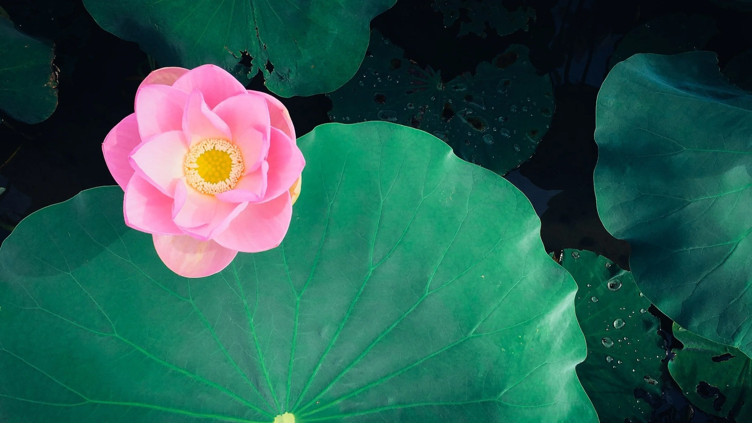 Reconnecting the Heart Spirit