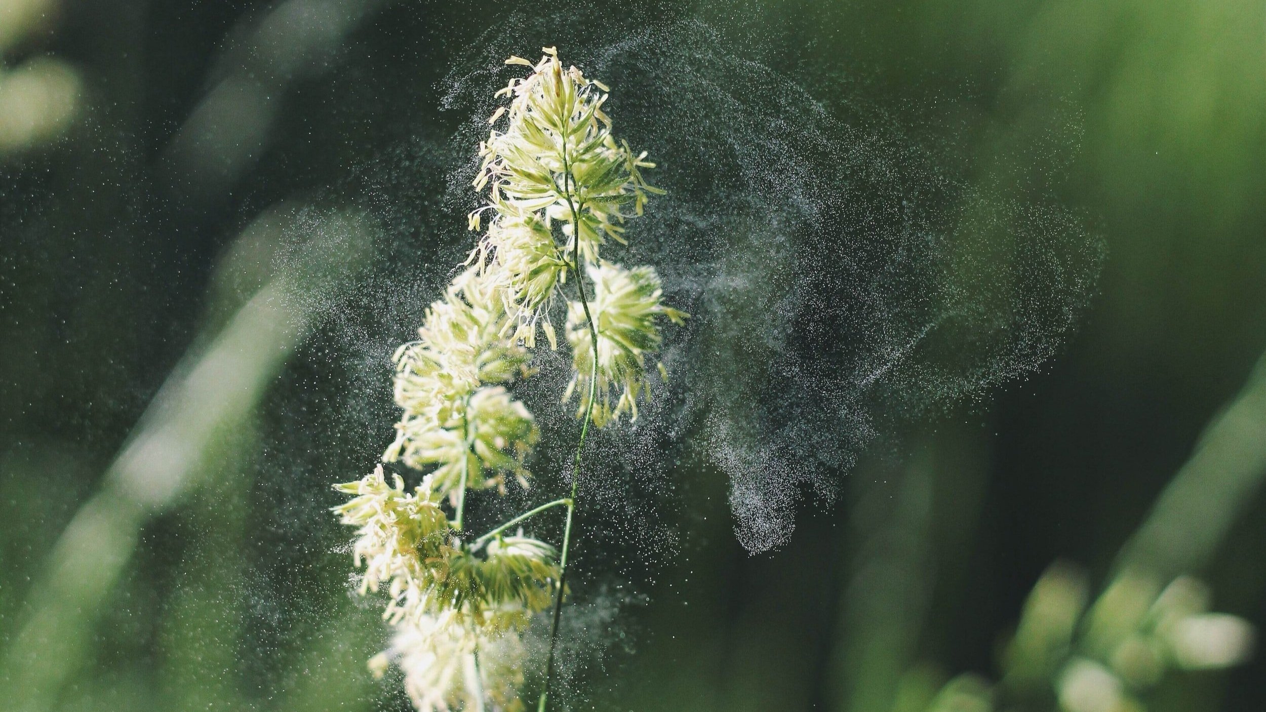 Acupuncture for allergies: how to get the most out of treatment. 