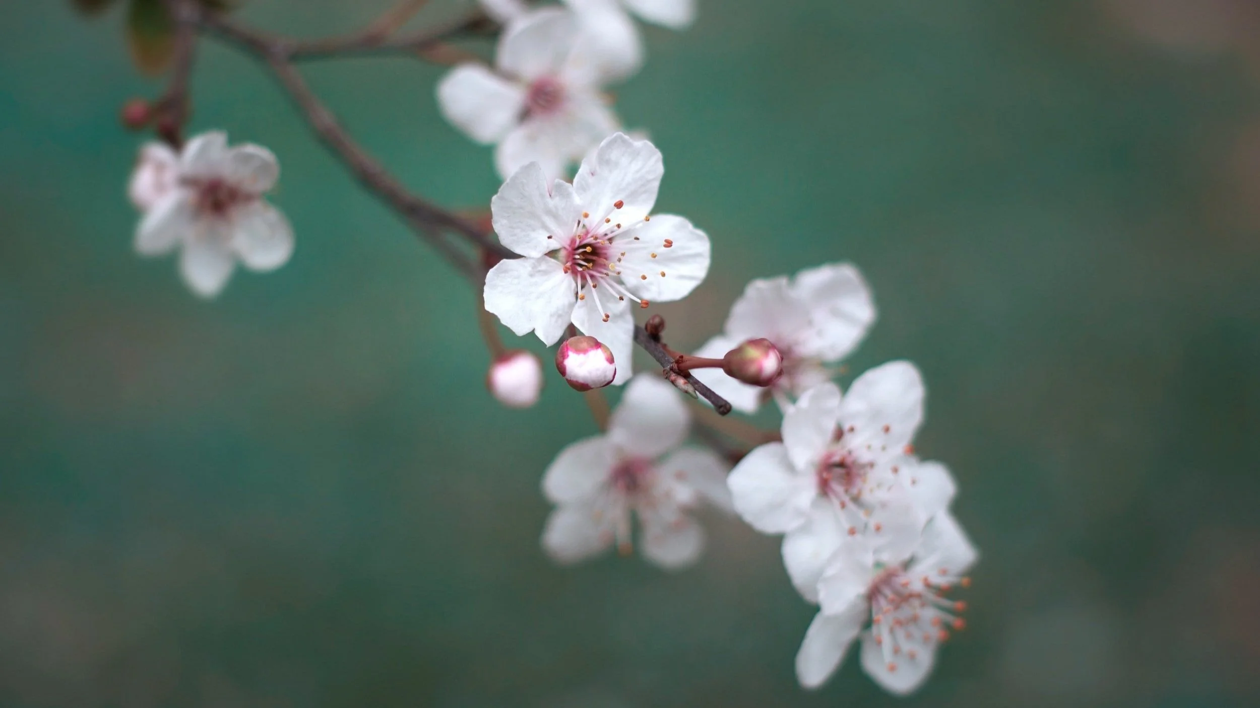 Understanding the Spirit of Spring Energy