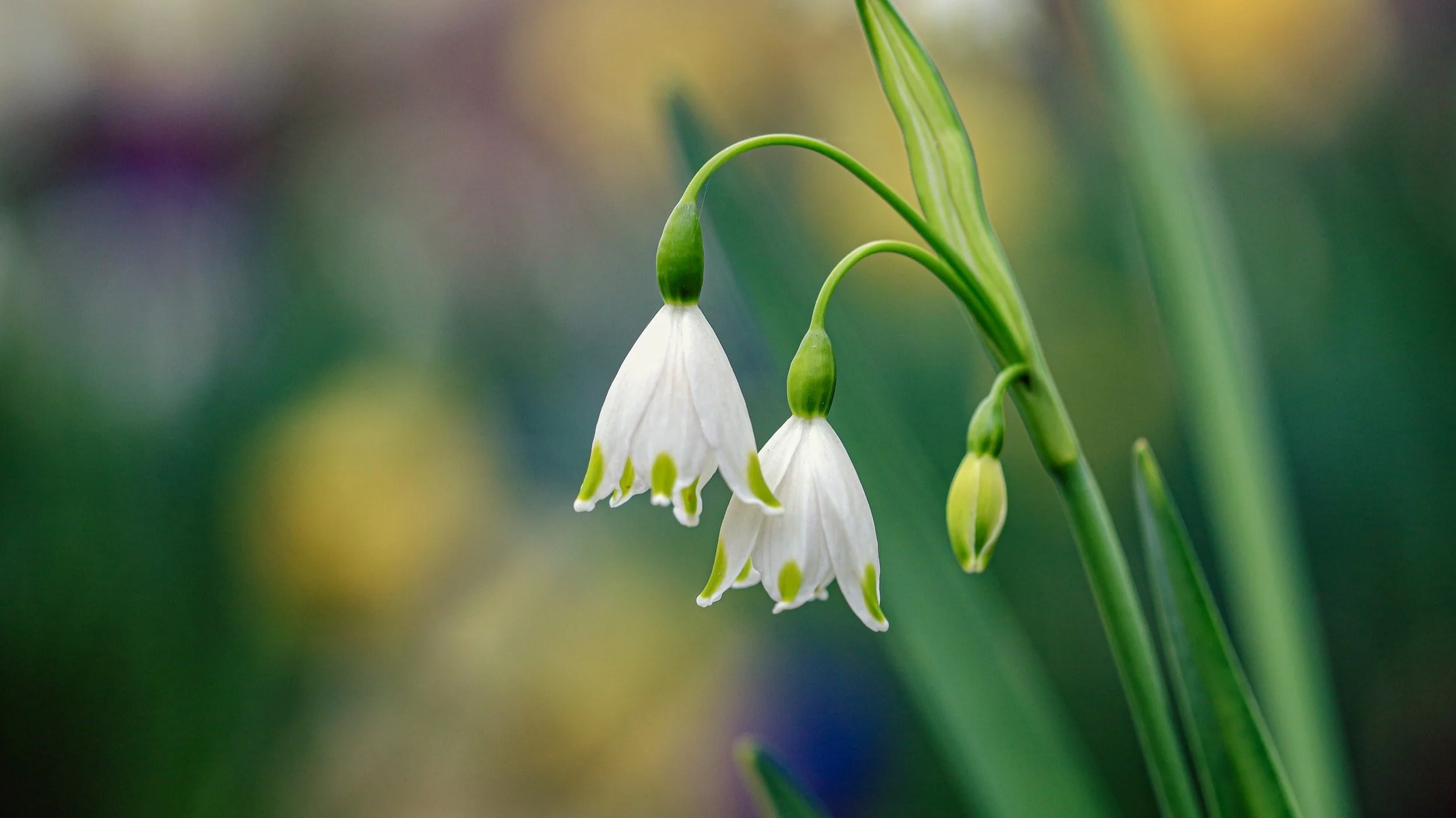 TCM Lessons: The unique qualities of Spring energy