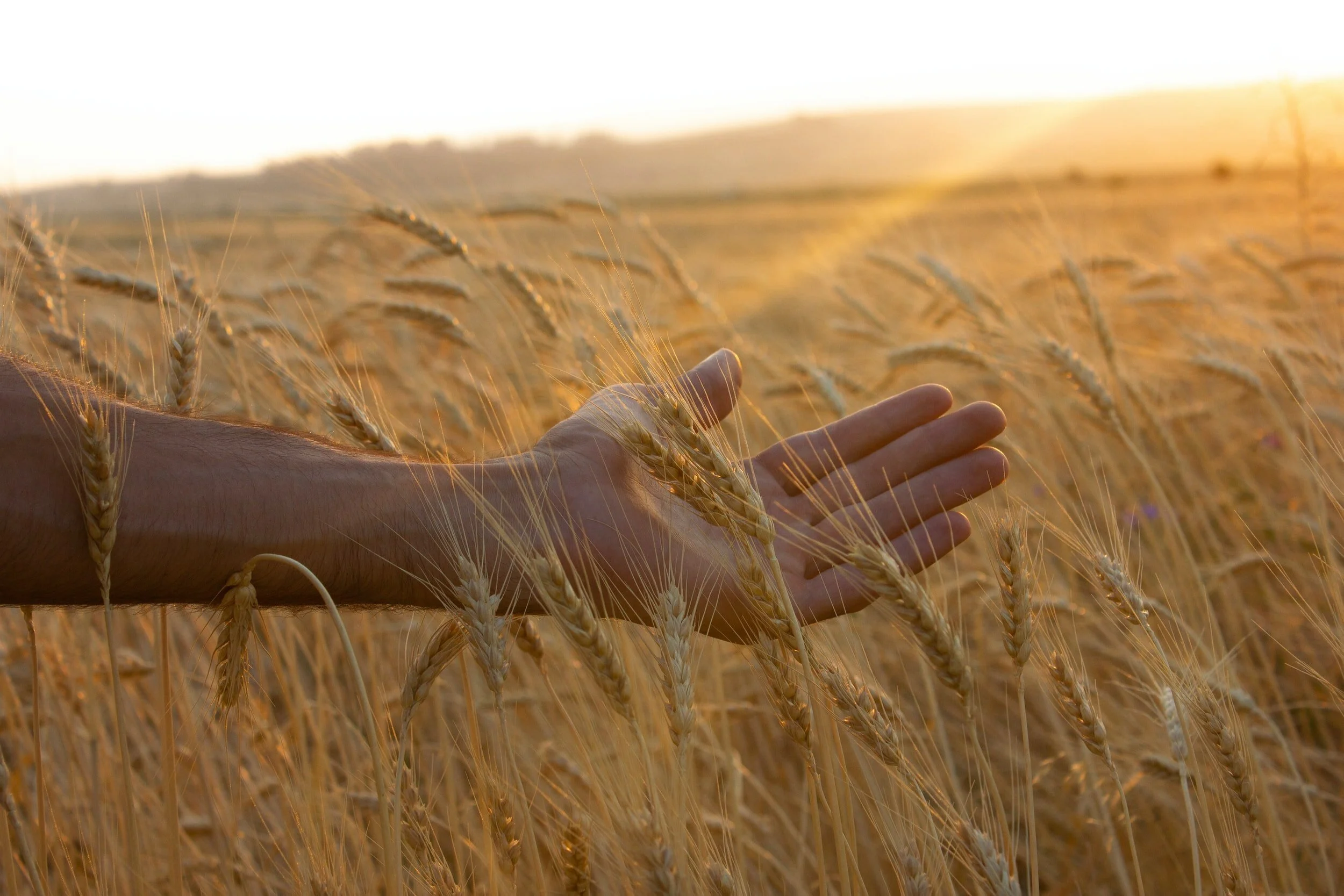 Is gluten triggering your seasonal allergies?