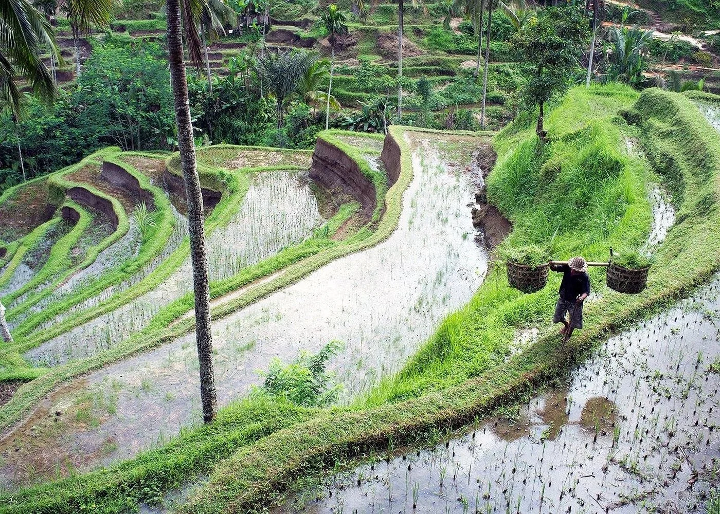 Viator Ubud Tour 6.jpg