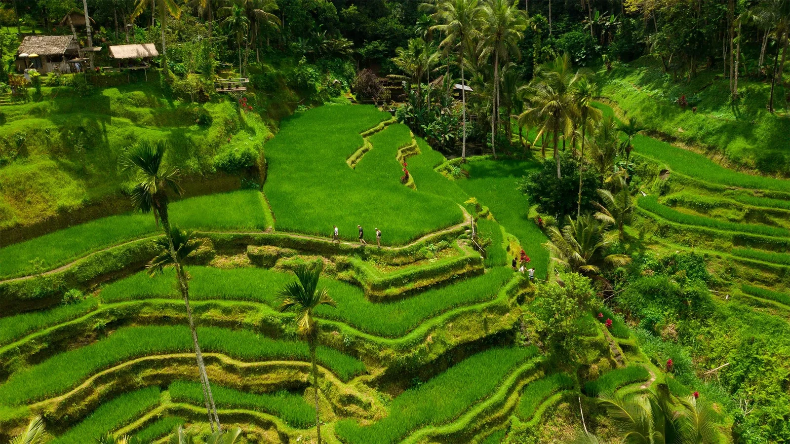 Alila Ubud 12.webp