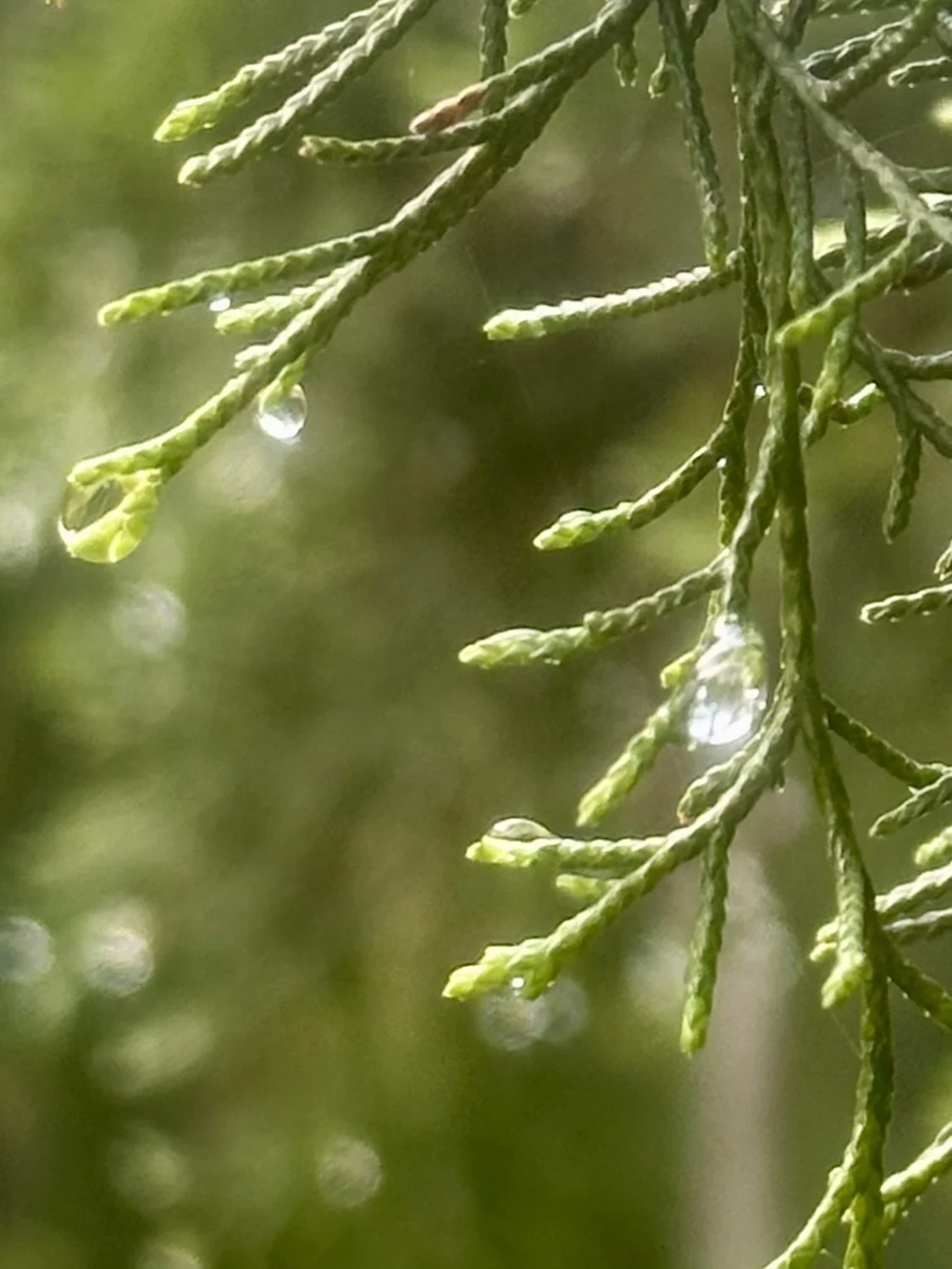 10/06/26 Private Forest Bathing Experience For Burroughs Wellcome Fund