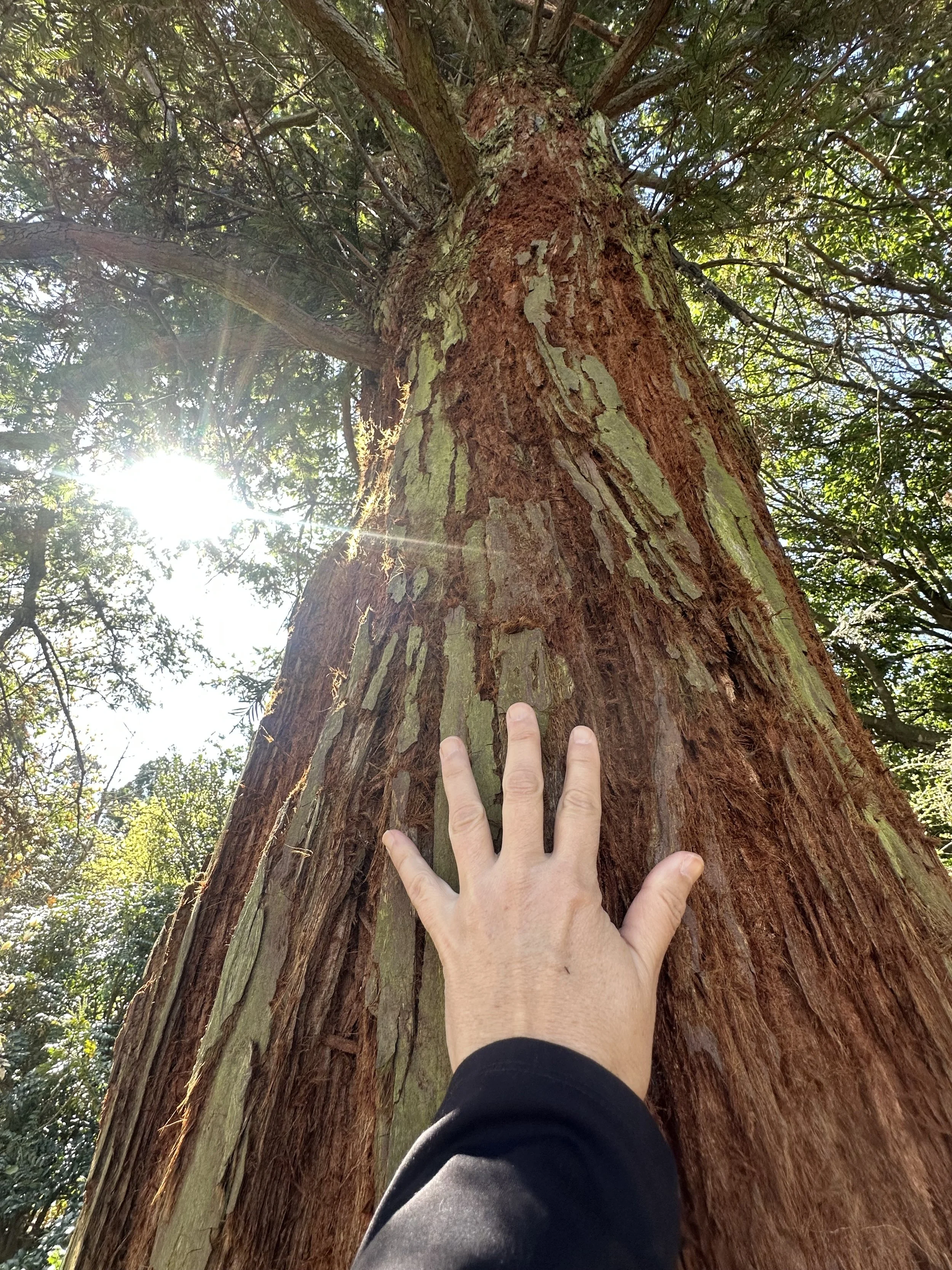 10/18/26 Forest Bathing at JC Raulston Arboretum: A Guided Journey into Nature's Wisdom Shawn Ramsey