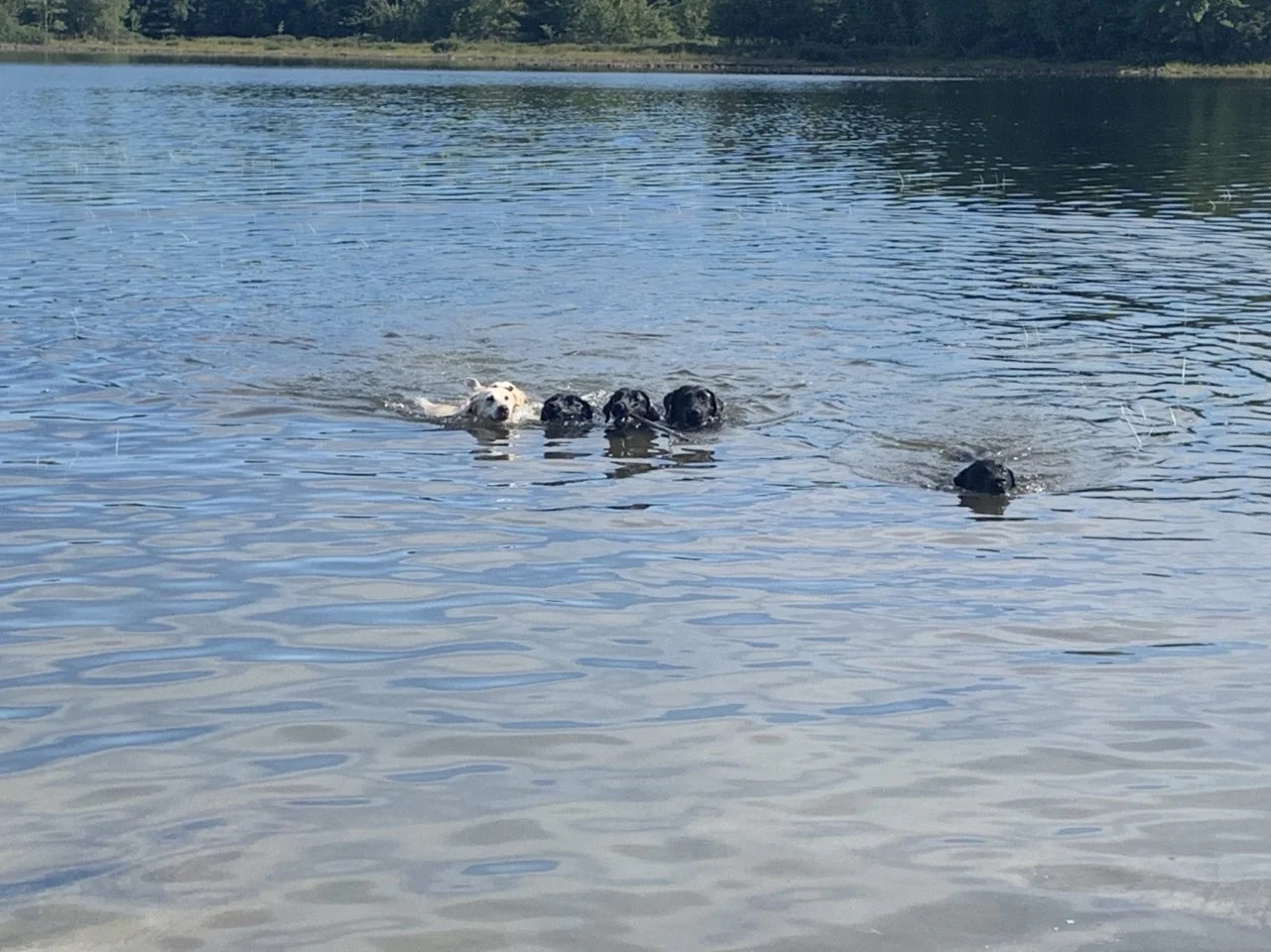 tjYz8fJLk8HnhBj-8XQ0trhZuoEELEkImnVU98dhLFseJxFPc.jfif