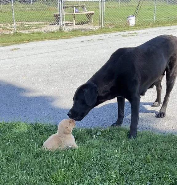 svGIU3U5EG_yLVHYkcPn9tHbV0XoT59j63sg-r1jpvEeJxFPc.jfif