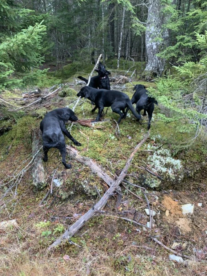 YuvTVPgPkfclJbsSrne0Zs0Xwc_hPsOcRFoYpUwjviEeJxFPc.jfif