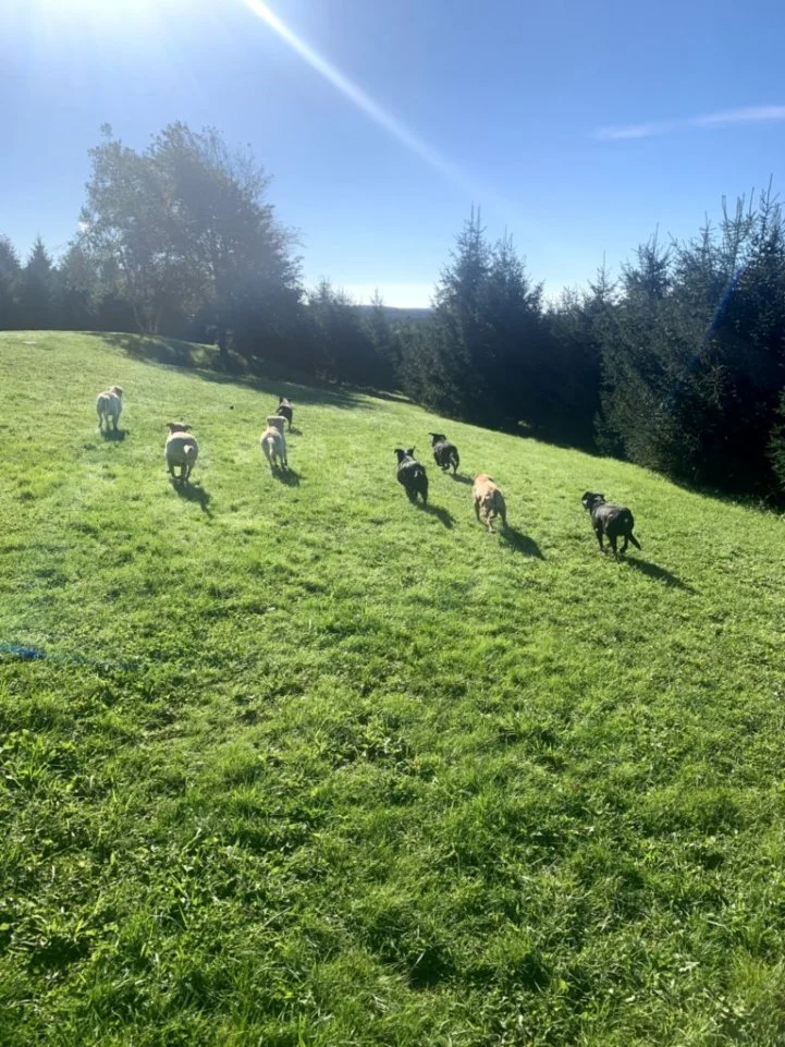 4vNRmluQL3vsqsAnoDKVUZwd3Zv8eF54e4NBlWAmj1EeJxFPc.jfif