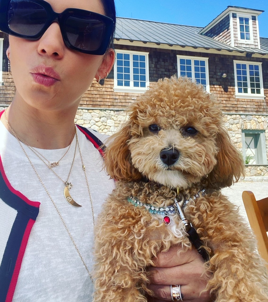 Nickels the dog is wearing