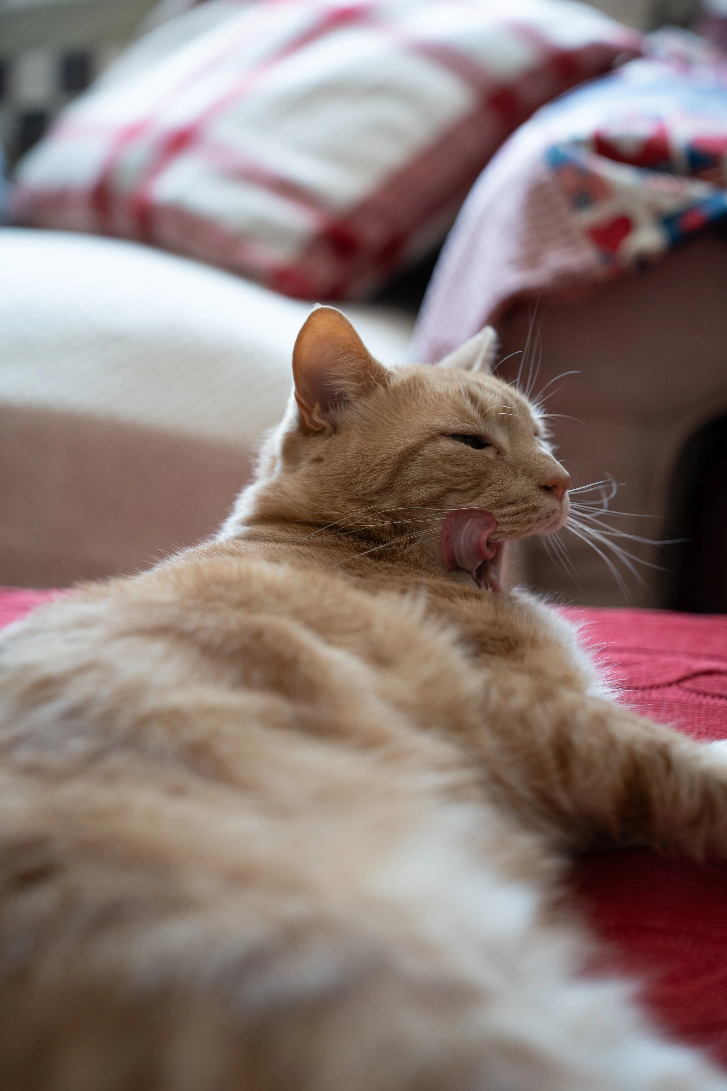 A7400020.jpg