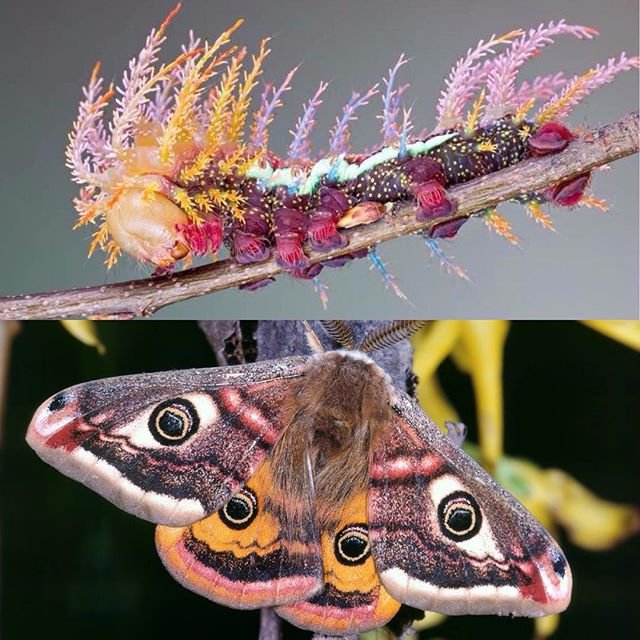 Saturniidae moth: caterpillar.jpeg