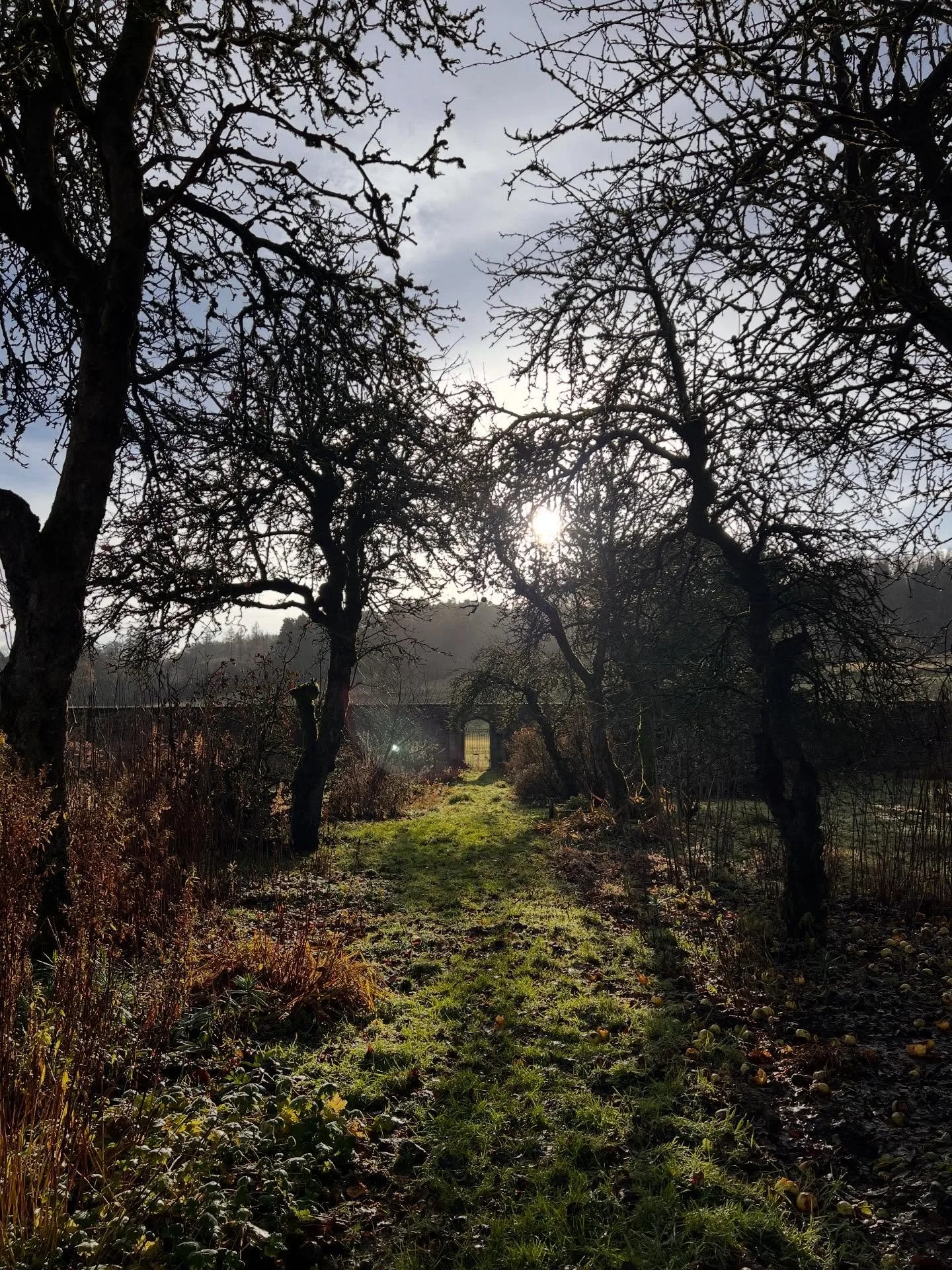The flower farm is having a sleep now until 2026, when we get started ALL over again. Tomorrow I fly out to look after my sister in New Zealand, who will be recovering from spinal surgery, and November was wiped out for me because of having abdominal