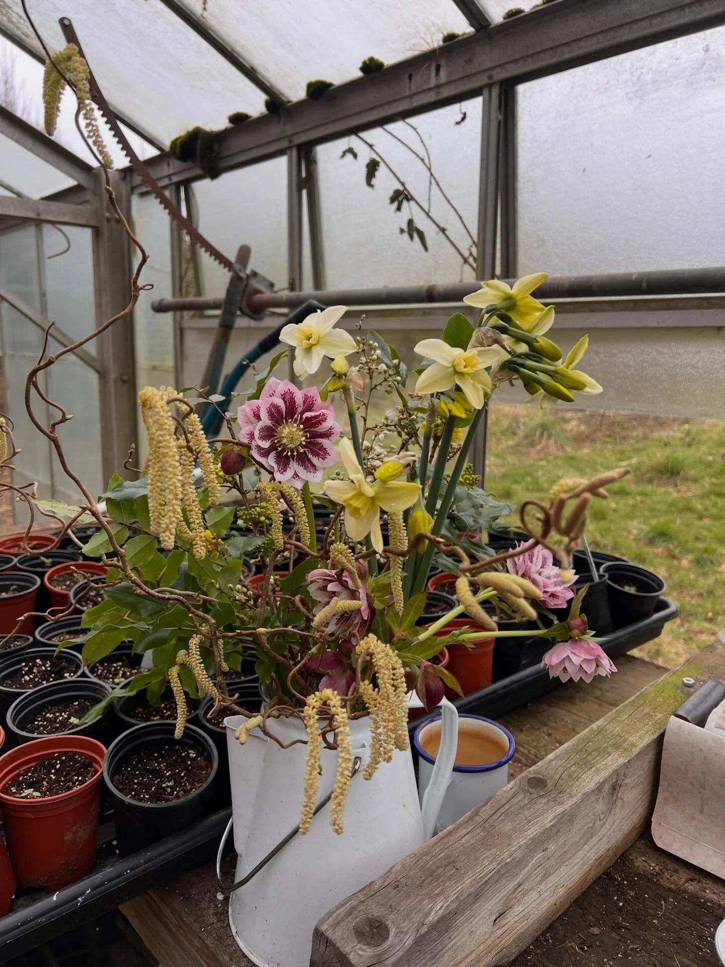 The first of the spring flowers from the walled garden today. Hellebores, narcissi, blossom and twisted hazel, off home to be arranged for our kitchen table. 

#springflowers #verdeflowerco #flowerfarmerflorist #newcastleflorist