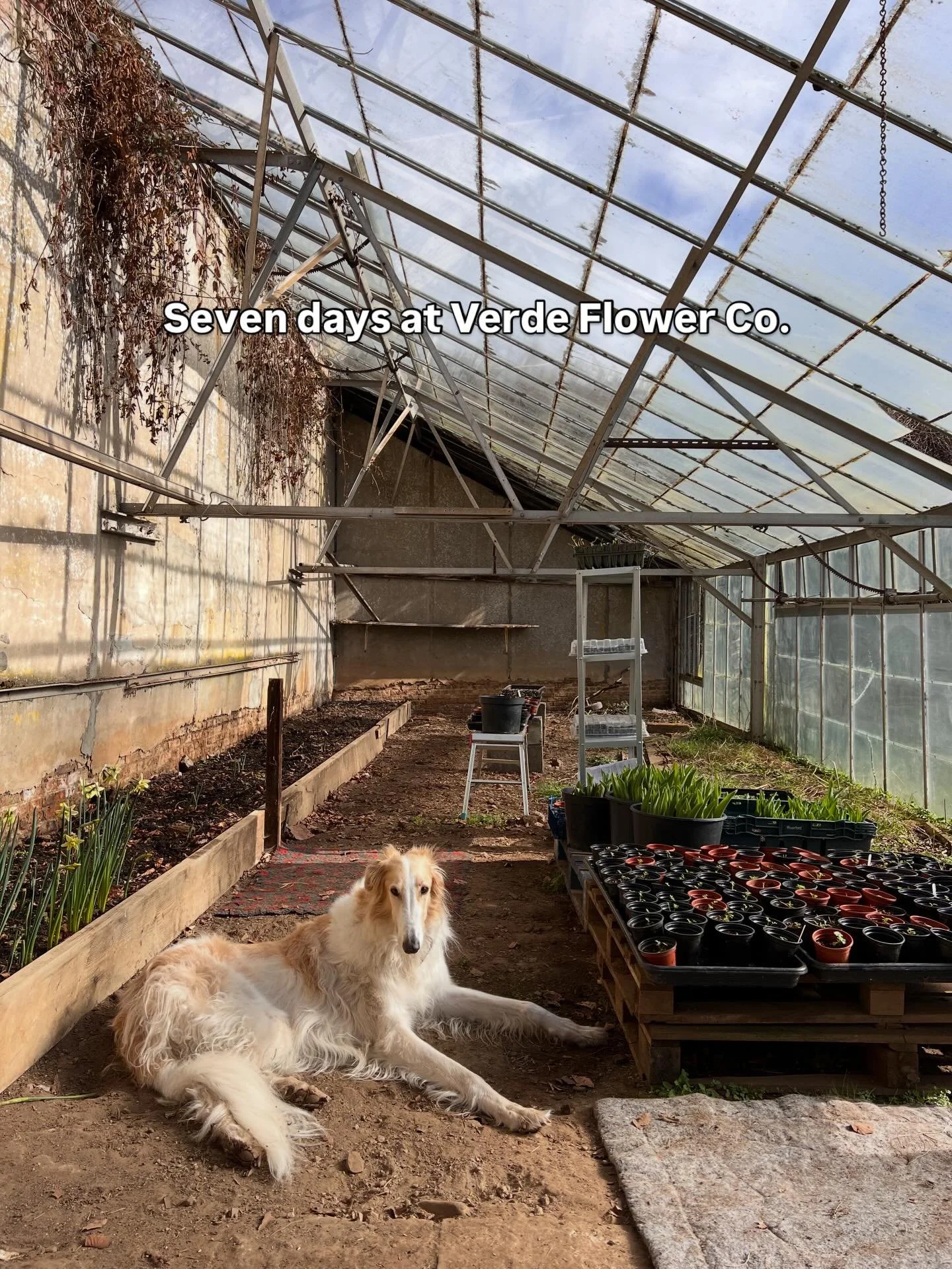 Seven days here at Verde Flower Co, as the seeds begin, the pruning has taken place, the plans develop, and SOMEHOW, just SOMEHOW I managed to socialise in amongst it all!
#verdeflowerco #flowerfarmerflorist #walledgarden #restoringawalledgarden #nor