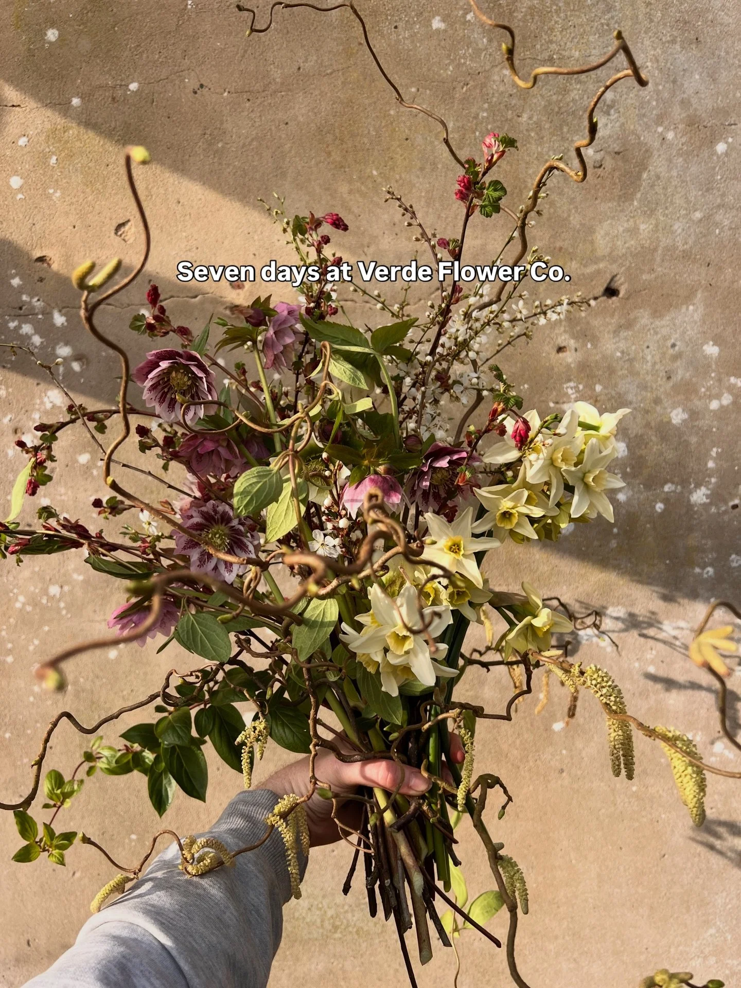 The last seven days at Verde Flower Co. Hellebores galore, more narcissi and the blooming of the currant. Long dogs, our new volunteer @growingwith_catherine came to help me sow seeds and cut back perennials, a trio of tulip bouquets for Mother&rsquo