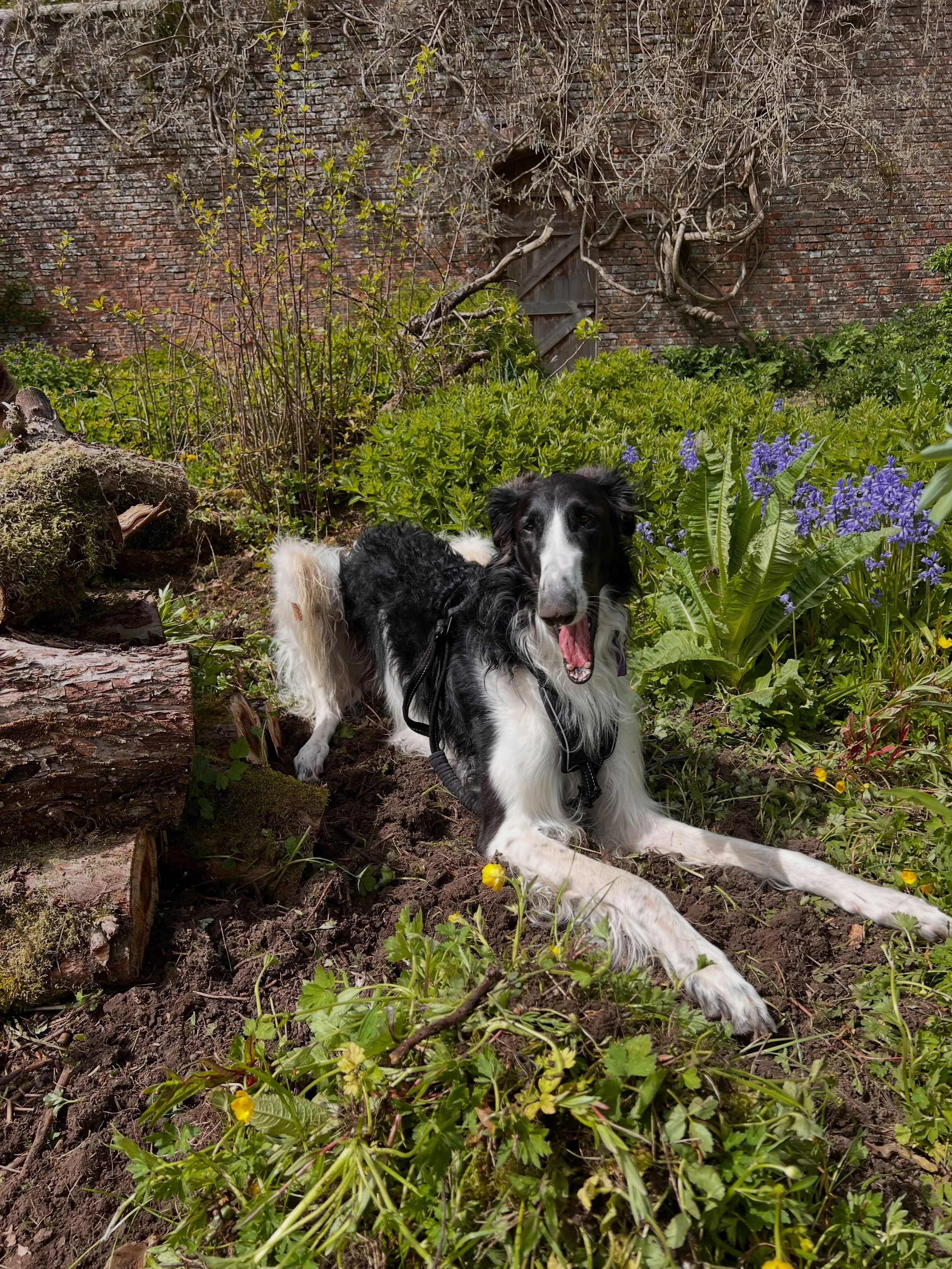 Anni *loves* to lie directly on the beds that I&rsquo;ve just spend hours weeding and planted up with plants. God bless our badger-like son.

#flowerfarmerflorist #walledgarden #verdeflowerco #borzoi #flowerfarmingdog