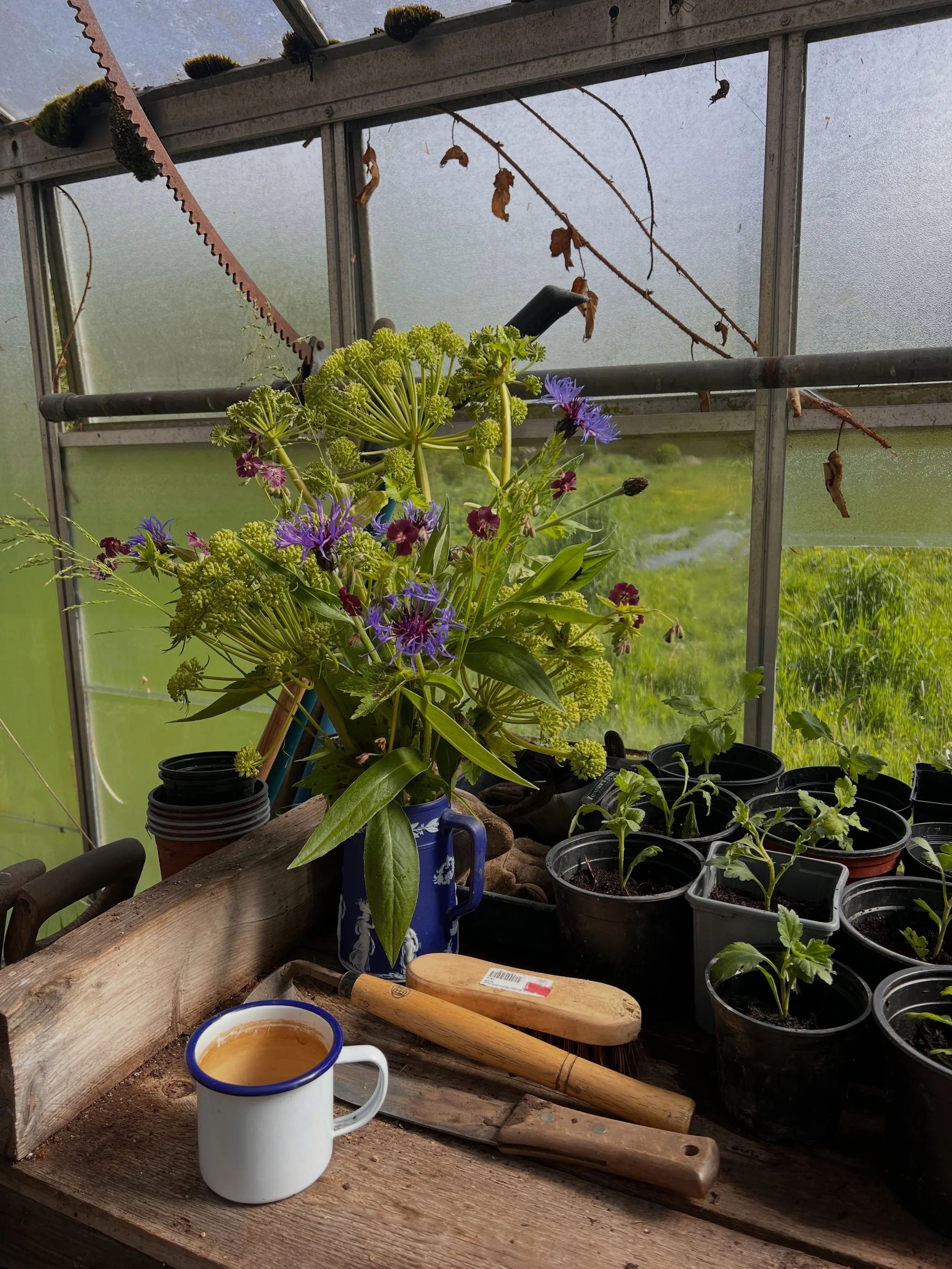The Angelica is HERE! God I love it so much. 

The lime greens and blues and pinks are so vibrant and joyous this time of year. More umbellifers to come, but it seems so bananas that this time last year everything was so much further ahead than it is
