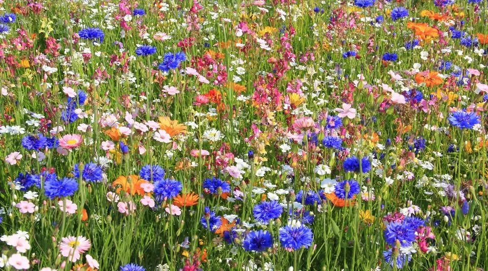 June in Bloom at The New Richmond Farmers Market