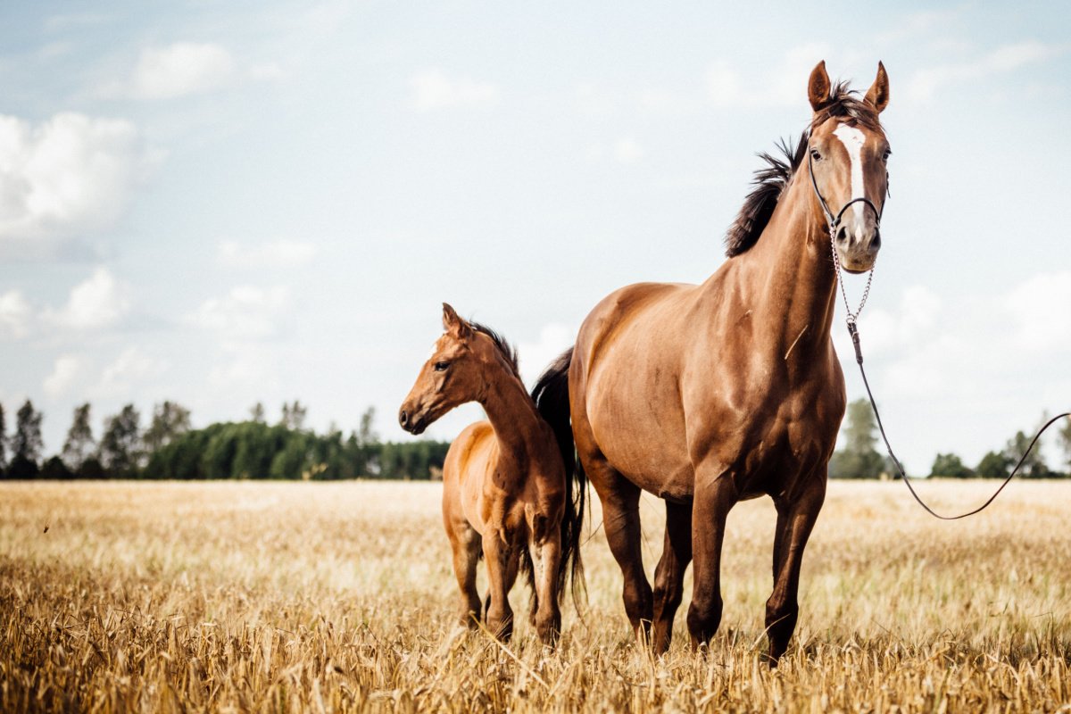 Brown horse and foal standing in a wheat field under a cloudy sky.