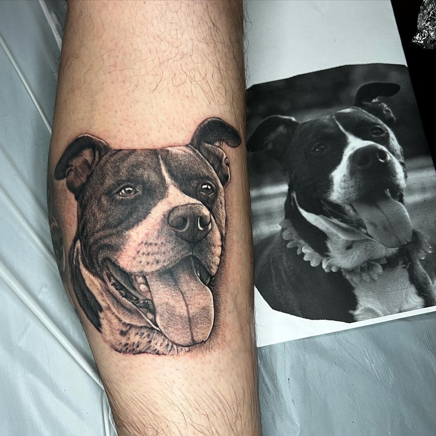 Doggie portrait on @mutt_cuts thank you for the trust and if you are looking for a spot to get your fur friend cleaned up go to @mutt_cuts 
#dogportrait #dogportraittattoo #portraittattoo