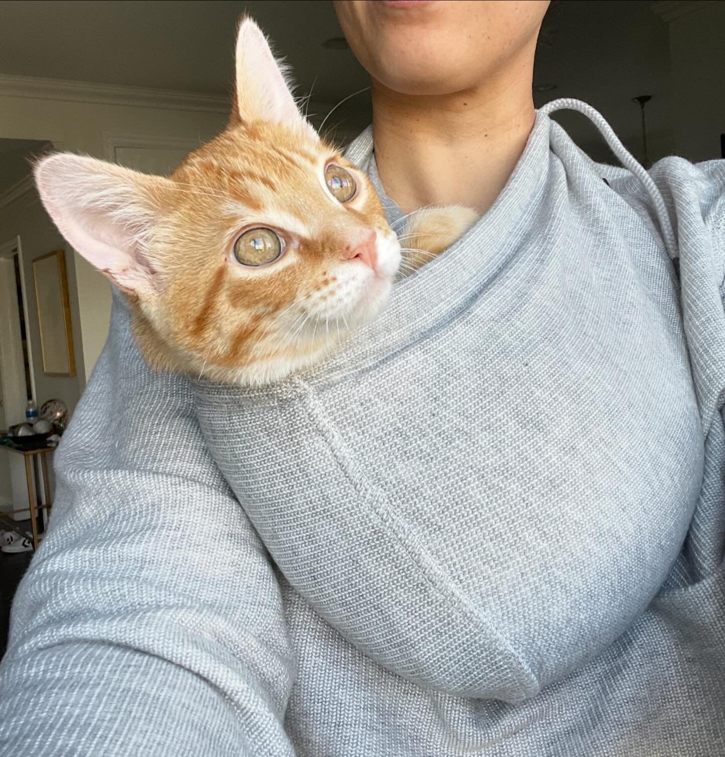 &ldquo;The best things in life are not things. They&rsquo;re cuddles and naps.&rdquo;- the little shitten