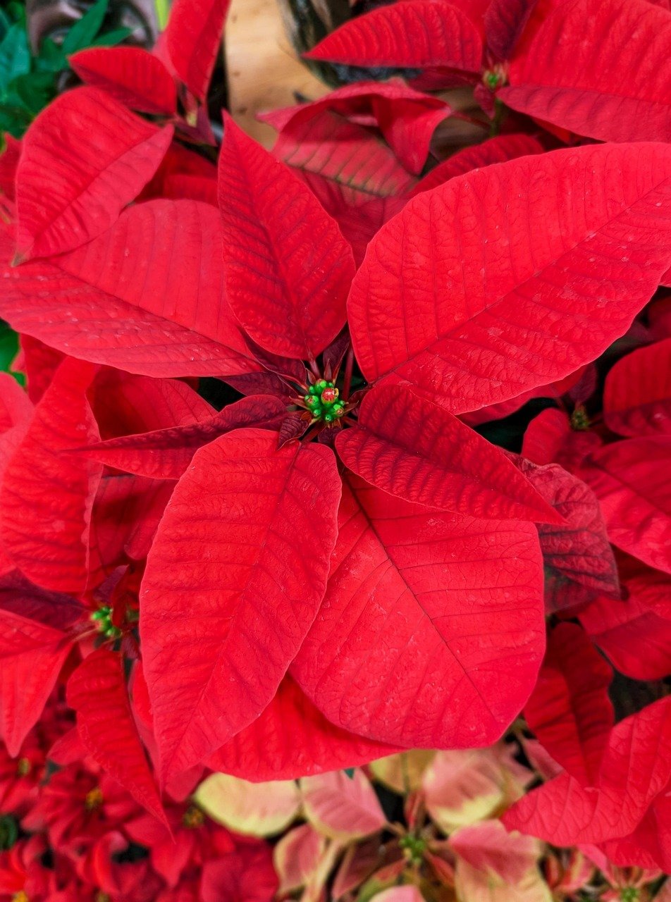 red-poinsettia-9219800_1280.jpg