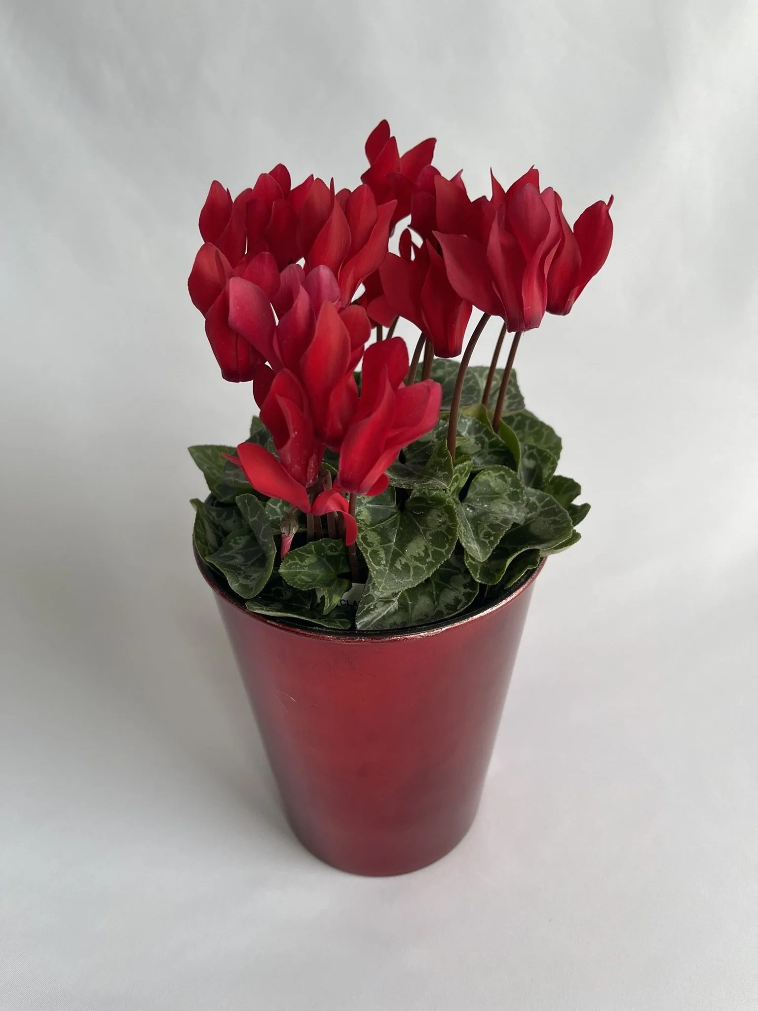 4" Cyclamen